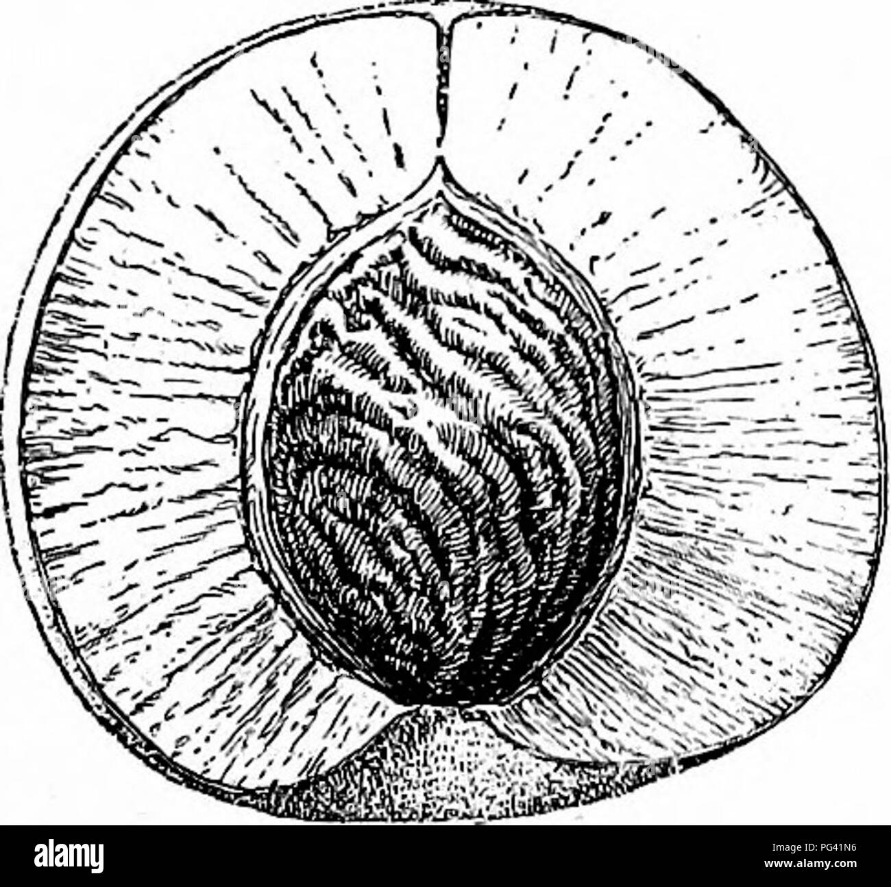 Dieser Text behandelt grundlegende Botanik-Konzepte, einschließlich Beschreibungen verschiedener Pflanzentypen wie geflügelte Früchte, Hülsenfrüchte und Kapseln. Es erklärt auch, wie diese Früchte dehissen oder aufspalten, um Samen freizusetzen. Stockfoto