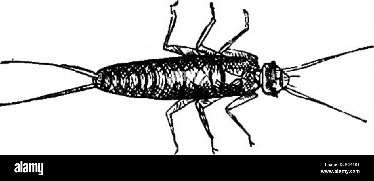 Dieses Bild eines Reiseführers aus dem 19. Jahrhundert über Süßwasser-Aquarien zeigt Steinfliegen, männlich und weiblich, die häufig in aquatischen Umgebungen vorkommen. Der Text beschreibt ihr Verhalten und ihre ökologische Rolle sowie Methoden zur Bewirtschaftung von Aquarienumgebungen, um gesunde Ökosysteme für aquatische Lebewesen zu erhalten. Darüber hinaus werden verschiedene Arten von Wasserpflanzen und -Organismen hervorgehoben, die für die Einrichtung von Süßwassertanks unerlässlich sind. Stockfoto