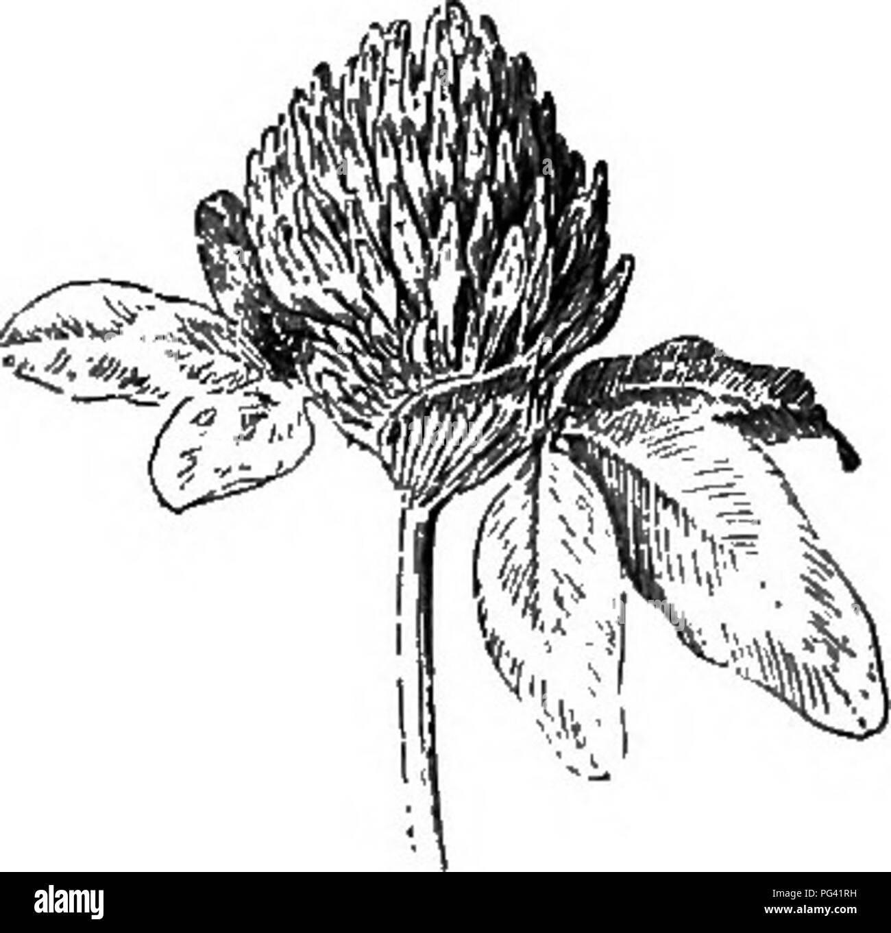 . Grundlagen der Botanik. Botanik; Botanik. 188 GRUNDLAGEN DER BOTANIK