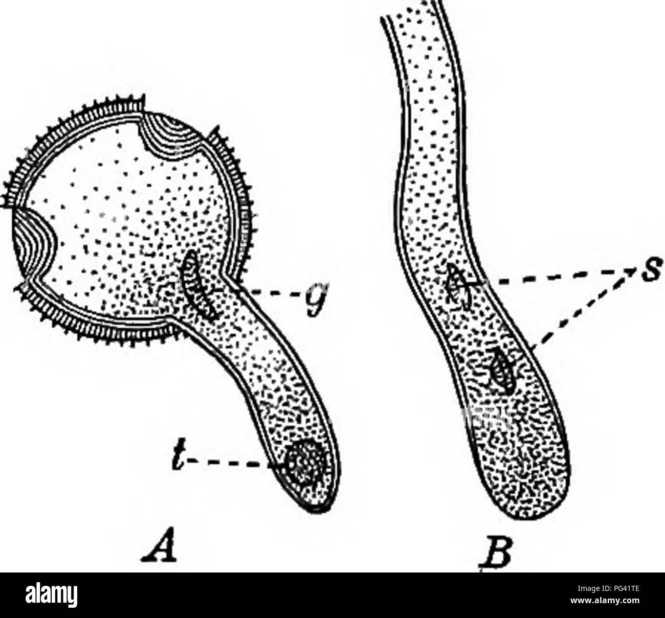 Sperm flower Schwarzwei-Stockfotos und -bilder - Alamy