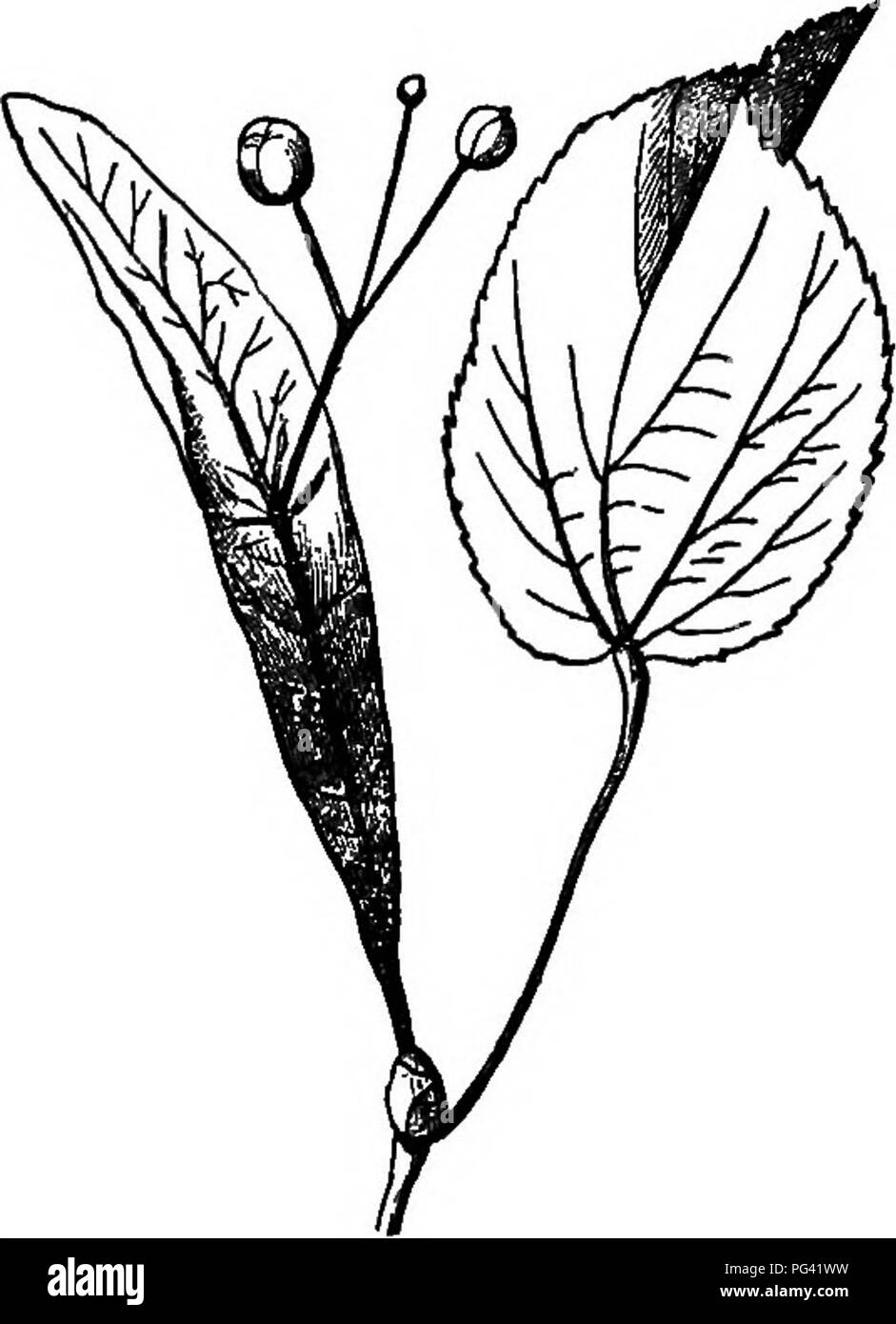 . Elemente der Botanik. Botanik; Botanik. 188 ELEMENTE OP BOTANIK. Das Saatgut ist umgeben. Damit eine allgemeine Aufteilung der Früchte in trockene Früchte und fleischigen Früchten. 227. Winged oder Getuftet Früchte und Samen. - Die Früchte der Esche, Box Elder, Ulme, Ahorn, Mg. 172, und viele andere Bäume sind mit einem erweiterten häutige Flügel zur Verfügung. Einige Samen, wie die Der catalpa und die Trompete - kriechgang sind ähnlich appendaged. Die Früchte der Löwenzahn, Distel, die berufskraut, Abb. 174, und viele andere Werke der Gruppe, zu der sie gehören, und die Samen des Willow, milkweed, der Willow-Kraut, Wig. 175, Stockfoto