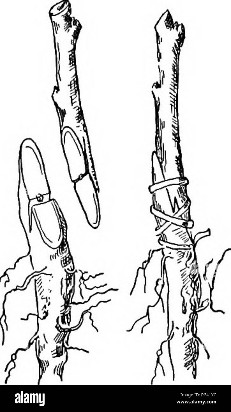 . Die Natur Studieren und Leben. Die Natur studieren. 1/2 NATUR STUDIEREN UND LEBEN der Sprößling, gut oder schlecht sein, wie dieser Kontakt mehr oder weniger perfekt ist. Der vielen Methoden der Pfropfen will ich Abbildung zwei, von denen wir mit unseren Apfelbaum, die Peitsche - Zunge graft; die andere, gemeinsame cleft Pfropfen, wir müssen wissen, wenn wir neue Sorten, die einen alten Baum hinzufügen möchten. Lassen Sie uns annehmen, daß wir gesichert haben die Edelreiser der Arten Wir wünschen und begrub sie in den Sand mit der kleinen Bäume im Keller. Entlang im März oder April werden wir sie sowohl nach oben als auch die Auswahl der größten Bestand und schneiden Sie es an Stockfoto
