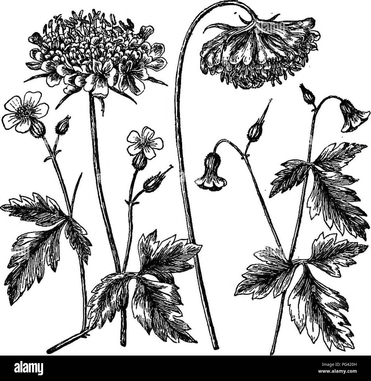 . Elemente der Botanik. Botanik; Botanik. 176 ELEMENTE DER BOTANIK. Regen. Manchmal ist die Blüte sowohl ändert seine Stellung und schließt, wie es der Fall mit dem Kraut Eobert und die Sweet scabious, Abb. 168. Die Anpassungen der Blüten ihren Pollen von Benetzt werden zu Schützen kann man am besten heraus, indem man die gleiche Blume gemacht werden. bei Sonnenschein und bei Regen. 1 11 III rv Abb. 158. - Schutz der Pollen von Feuchtigkeit. Ich, herb Robert im sonnigen weatlier; II, Sweet scabious bei sonnigem Wetter; III, Sweet scabious bei Regen; IV, Kraut Eobert bei Regen. 213. Detaillierte Studie über Blumen. - Jetzt, dass die st Stockfoto