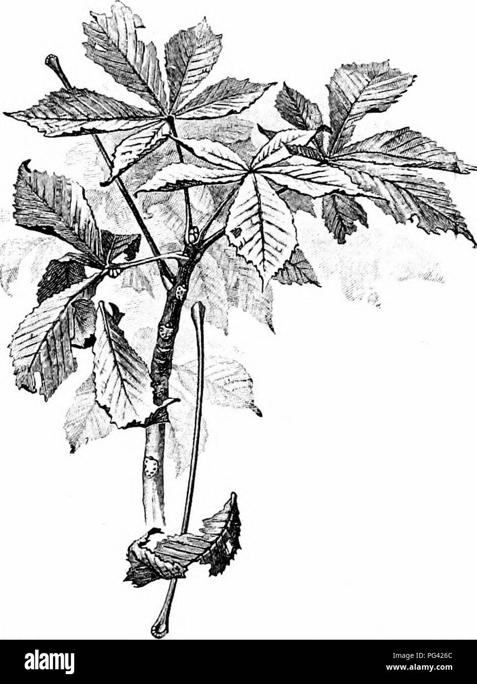 In diesem Abschnitt von *Essentials of Botany* werden die Unterschiede in Blattvenenstrukturen zwischen monokotyledonösen und dikotyledonösen Pflanzen erläutert. Es zeigt die Unterschiede in den Adermustern, mit Beispielen von Kiefern und Fichten. Stockfoto