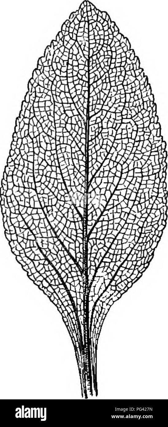 . Grundlagen der Botanik. Botanik; Botanik. 98 GRUNDLAGEN DER BOTANIK sorgfältige Skizze seiner unter der Oberfläche, über natürliche Größe. Beschriften Sie die Breite erweitert Teil der Klinge, und der Hebel, mit dem Sie den Zweig, leafstalk oder Stiel befestigt ist. Studie der Umriss der Blätter und folgende Fragen zu beantworten: (a) Was ist die Form des Blattes als Ganzes genommen? (Siehe Holldorf - Dix.) Ist das Blatt bilateral symmetrisch, d. h. gibt es eine mittlere Linie, die durch es der Länge nach, an denen es so gefaltet, dass sich die beiden Seiten genau übereinstimmen würde? (Ft) Was ist die Form der Spitze des Blattes? (Siehe Appendi Stockfoto