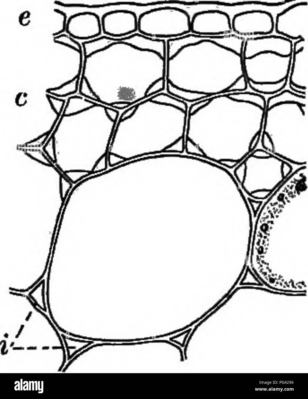 . Grundlagen der Botanik. Botanik; Botanik. Struktur oder die Stammzellen 95. Abb. 67. - Collenchymatoua andOtherTissuefromStem zum Beispiel, der Balsam (Impatiens). e, Epidermis; c, coUenchyma; i, intercellTilar Leerzeichen zwischen großen parencliyma-Zellen; chymatous Gewebe. In einigen (insbe- sondere in flesliy) stammt die Steifigkeit ist jedoch weitgehend durch coUenchyma, eine Art Parenchym, in dem die Zellen verdickt oder verstärkt an ihren Winkel, wie in der Abb. gezeigt. 67. 107. Frühe Geschichte Der Stem-Struc- tur. - In der sehr jungen Teilen der Stämme, wie die Wachsen - ing Punkt zwischen den beiden rudi- mentären l Stockfoto