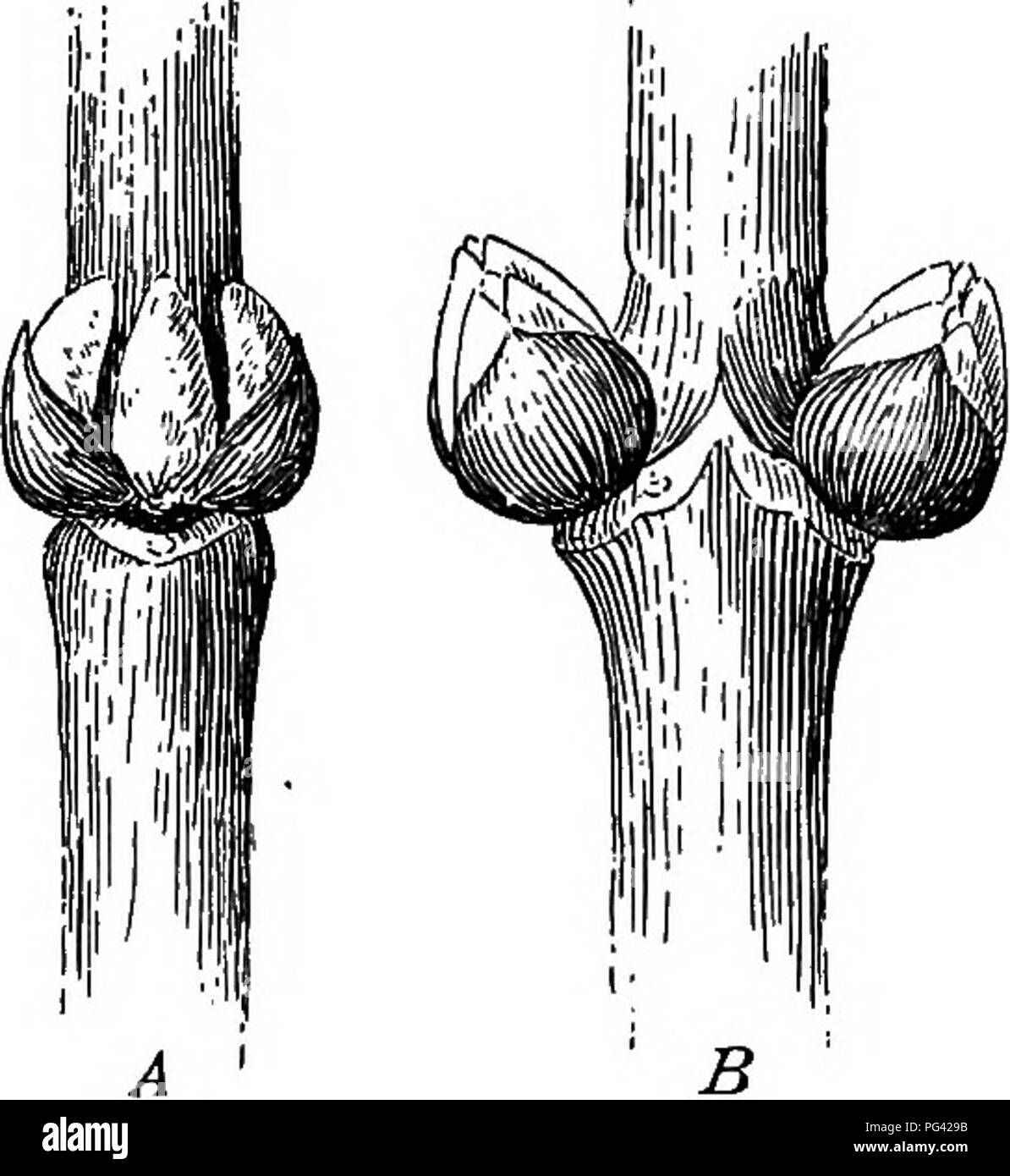 . Grundlagen der Botanik. Botanik; Botanik. Knospen 89 das Blatt mit dem Schaft (Lat. Achselhöhle und Achsel). Aber nicht infre- gen gibt es mehrere Knospen in irgendeiner Weise zusammengefasst zu einem einzigen Blatt - Achsel, entweder eine über der anderen, wie in der BUTTERNUT (Abb. 61), oder an der Seite^ gruppiert, wie in der Roten Ahorn, Kirsche, und die Box - Elder (Abb. 50). In diesen Fällen alle Knospen mit Ausnahme der Axillären genannt werden Zubehör oder überzähligen Knospen. 109. Und leaf-buds Flower-Buds; die Knospe eine unentwickelte Zweig. - Wie Knospen als Student hat bisher für sich geprüft sind nicht groß genug, um in der offensichtlichste w zu zeigen Stockfoto