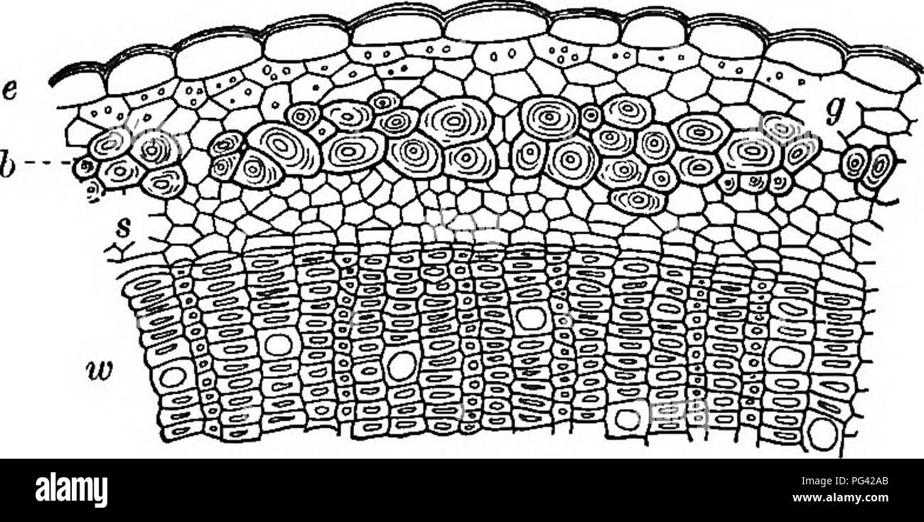 . Grundlagen der Botanik. Botanik; Botanik. Struktur der Stammzellen 91 (8) Thin längs radial Abschnitte von Sycamore, Sassafras, Ahorn, oder Box - elder Holz. (9) Thin Abschnitte von Elder markröhre, sunilower-stem markröhre oder so - Japanische "Reis genannt - Papier." 104. Namen der Zellen der Rinde, Holz, und Markröhre. - Keine zwei Sorten der Stämme gefunden, nur das/I B. Bild zu bestehen. 60. - Teil der Querschnitt der Stammzellen aus Flachs. (Viel vergrößert.) c, Epidermis; h, harten Bast j s, Sieb-Zellen; w, Holz. gleiche Arten von Zellen, die in der gleichen Proportionen vorhanden, aber es ist einfach zu finden Sie Illus-tratio Stockfoto
