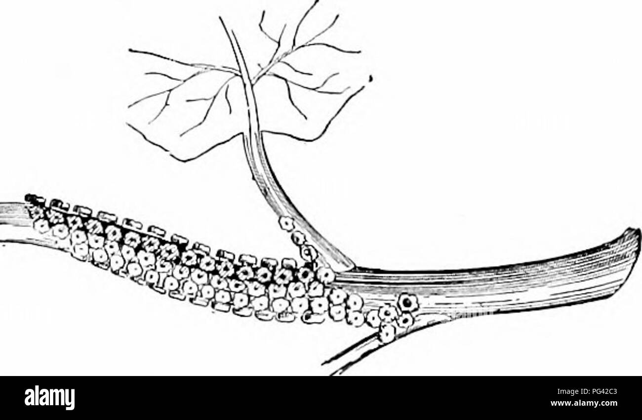 . Die Natur Studieren und Leben. Die Natur studieren. PLAN FÜR INSEKT STUDIE 47. Abb. Ii. Eier von Antiopa Butterfly Blumen und wertvollsten Sorten von Obst. So wichtig diese grosse Arbeit, die ständig die Frage stellt sich: Könnte es nicht schaden, wenn wir die Zahl der Insekten zu viel reduzieren? Die praktische Antwort muss in einer Studie, in der die einzelnen Arten von Insekten gesucht werden, aber es ist sicher zu sagen, dass die meisten der schädigenden Arten tun wenig oder keine gute, Zerstörung von Ihnen ist das einzige Problem. Es ist auch ein wunderbarer Zufall, dass die nützlichsten und gutartige aller Insekten, die honigbiene, ist praktisch Stockfoto