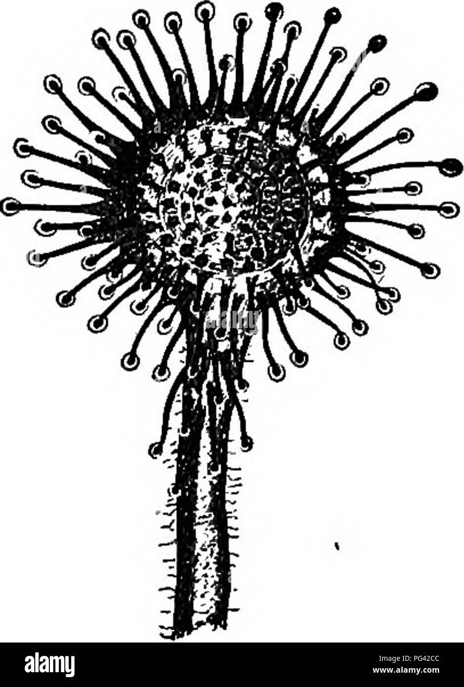 . Elemente der Botanik. Botanik; Botanik. Abb. 92. - Gemeinsame Kannenpflanze." Auf der rechten Seite eine Der pitoher - wie Schwein. 93. - Ein Blatt von Sonnentau." Blätter ist in dargestellt. (Etwas vergrößert.) Weniger mit Kapuze Krug. Diese Kannen sind in der Regel teilweise mit Wasser gefüllt, und in diesem Wasser sehr viele ertranken und Decay-ing Insekten werden häufig gefunden werden. Die Insekten haben geflogen oder Krabbelte in den Krug und, einmal nach innen, haben sich nicht auf die Dichter Wuchs von borstigen Haaren über den Mund zu entkommen, alle nach innen und nach unten. ^ Sarracenia purpurea. ^ Drosera rotwndi/Olia.. Pl Stockfoto