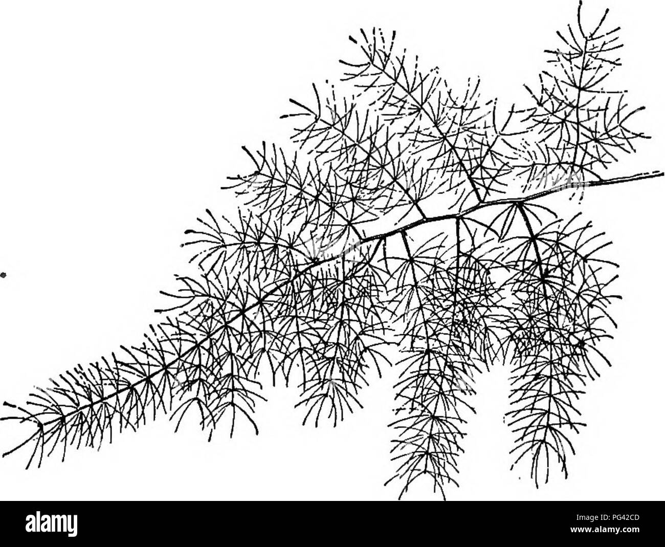 . Grundlagen der Botanik. Botanik; Botanik. 62 GRUNDLAGEN DER BOTANIK minute Zweige, die die Arbeit der Blätter (Abb. durchführen. 36). Die vertrauten Gewächshaus Kletterpflanze, die zu Unrecht bekannt als Myrsiphyllum smilax (genannt), trägt eine Fülle von scheinbar zarte, grüne Blätter (Abb. 37). Schließen Studie zeigt jedoch, dass diese wirklich sind kurz, abgeflachte Zweige, und dass jeder kleinen Zweig Federn aus dem. Abb. 36. Ein Spray einer Gemeinsamen Spargel (nicht der essbare Arten). achsel eines wahren Blattes, I, in Form von einer Minute. Manchmal eine Blume und ein Blatt - wie Zweig Feder aus der Achsel des Stockfoto