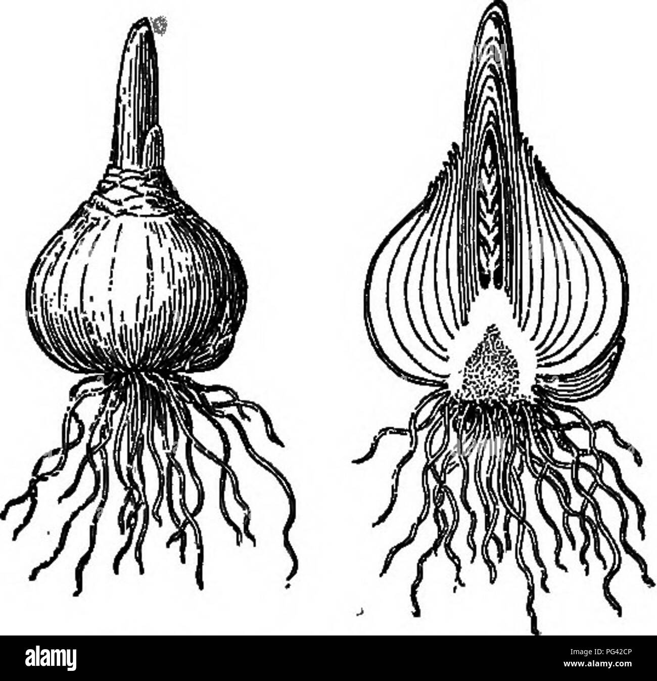 . Grundlagen der Botanik. Botanik; Botanik. Stiele 79. Jedoch ein ^ gute viele Fälle, in denen der Stamm auf eine auffallend Blatt - wie Form annimmt. Die gemeinsame Spargel schickt bis im Frühling Triebe, die großen Schuppen, die wirklich reduziert werden Blätter tragen. Später in der Saison, was scheinen, wie thread - wie Blätter decken die weit verzweigte reifes Werk, aber diese grüne Gewinde sind tatsächlich mi-nute Zweige, Ke. 47.-Lampe von Hyazinthe. Die (Außen- und längsspaltung.)^ Jje Arbeit der Blätter (Abb. durchführen. 50). Die vertrauten Gewächshaus Kletterpflanze, die zu Unrecht bekannt als Myrsiphyllum smilax (genannt), trägt eine p Stockfoto