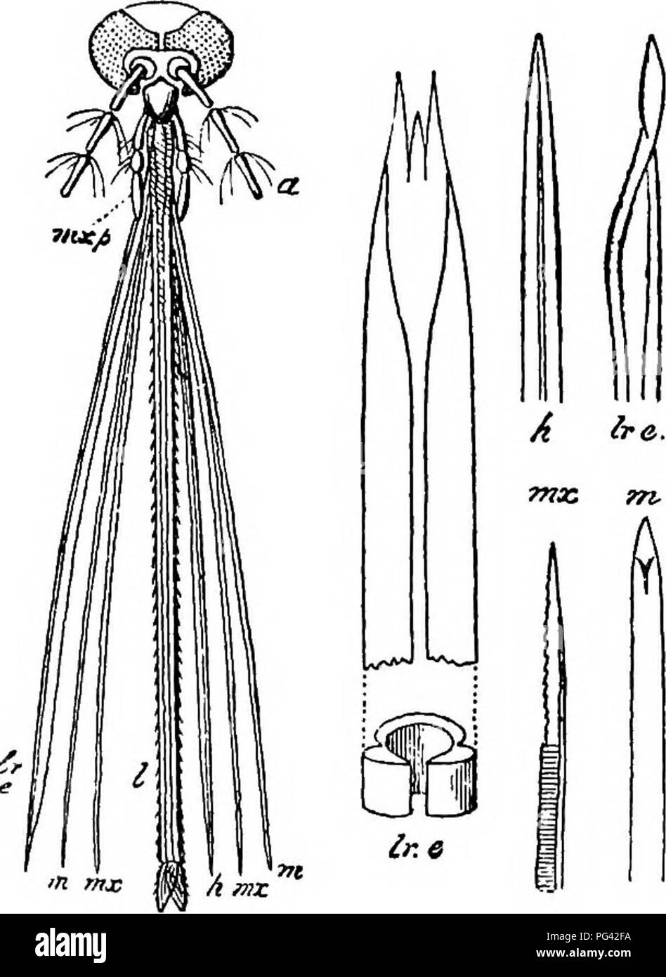 . Schädliche und nützliche Insekten; eine Einführung in das Studium der ökonomischen Entomologie. Insekten; nützliche Insekten und Schädlinge. 128 Schädliche und nützliche Insekten der Winkel zwischen ihnen die Eier empfangen werden, wie sie aus dem Körper passieren, und, da klebt, Sie haften und bilden ein Paket, oder Ei-Floß. Bei 200 bis 300 werden gesammelt und zusammen geklebt, schwimmend auf dem Wasser eingestellt. Jedes Ei ist der Form Bügelfalte, und sein unteres Ende ist mit einem kreisförmigen Deckel, das geöffnet wird, wenn die Larven innerhalb vollständig entwickelt ist, und ermöglicht es in das Wasser zu entkommen. Der bemerkenswerteste Unterschied b Stockfoto