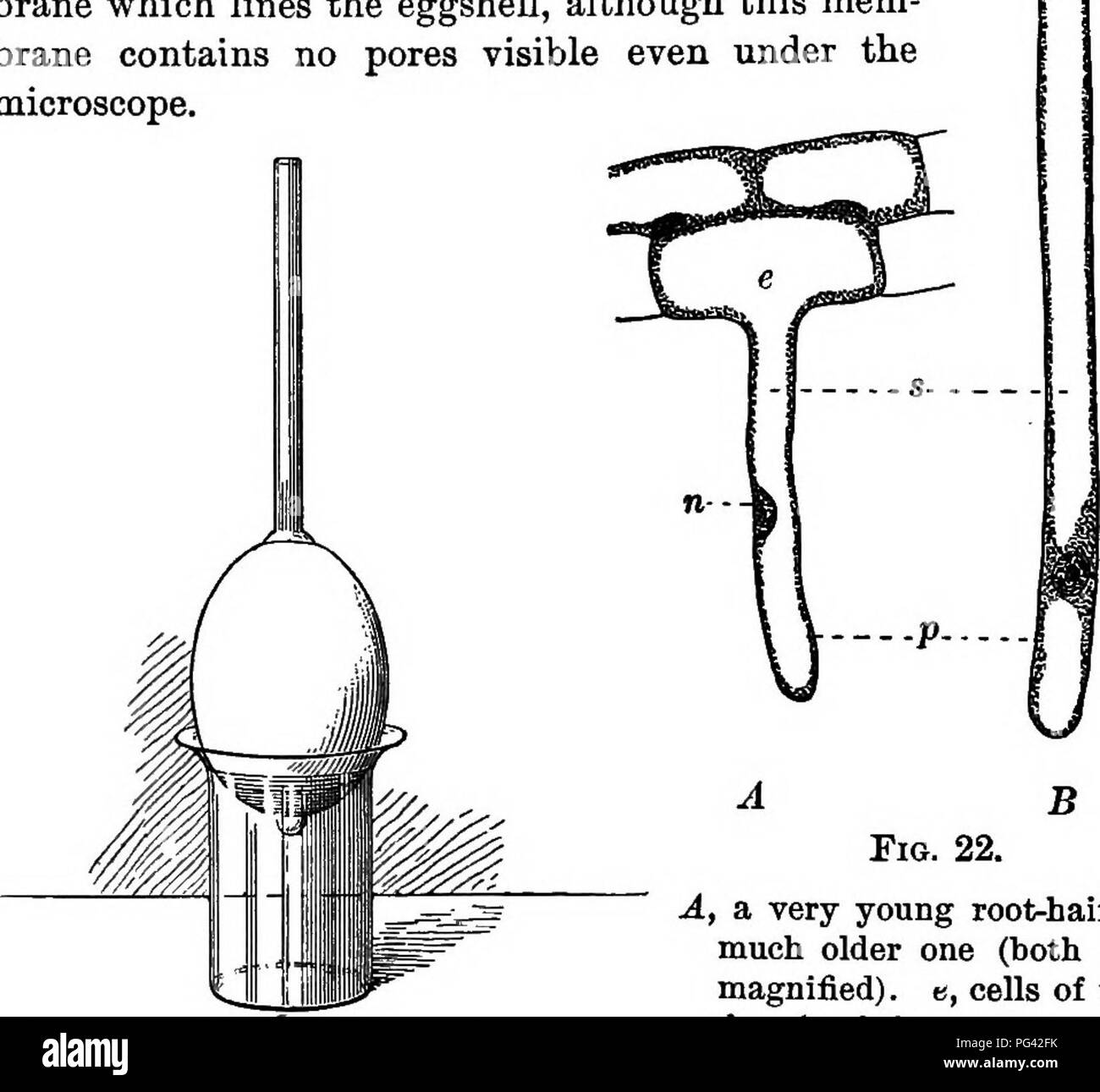 . Grundlagen der Botanik. Botanik; Botanik. 46 GRUNDLAGEN DER BOTANIK' Chip entfernt Teil der Shell aus das größere Ende des Ei, es in einem breiten Platz-mouthed Flasche oder einen kleinen Becher voll Wasser, wie in der Abb. gezeigt. 21, dann sehr vorsichtig ein Loch durch das obere Ende der Eierschale, indem Sie eine Stricknadel - Nadel oder Kabel nach unten durch die Gläschen. Beobachten Sie das Gerät für einige Stunden und achten Sie auf eine Änderung in der Inhalt des Röhrchens. Erklären. f Der Aufstieg der Flüssigkeit im Schlauch ist offenbar durch Wasser auf dem Weg durch die dünne mem-brane, welche Leitungen die Eierschale, obwohl diese mem-bran Stockfoto