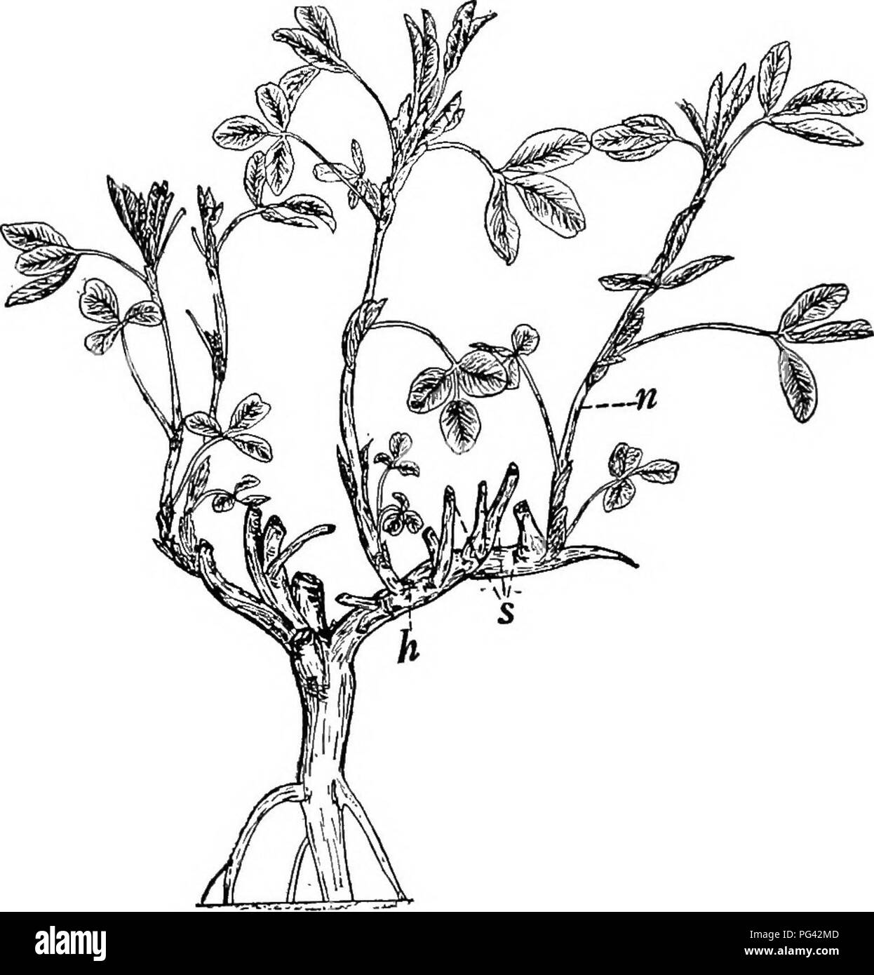. Botanik für landwirtschaftliche Studenten. Botanik. Bildung von 15 UDS 209 eine Studie über die Entwicklung der Knospen unserer Obstbäume hat gezeigt, dass die Teile einer Knospe im Sommer und Herbst gebildet werden und sind oft so gut vor Frost entwickelt ist, dass die Blüten und Blätter können identifiziert werden, wenn Teile der Knospen sind. Abb. 189. - Luzerne Pflanze, die Entwicklung von Herstellungsverfahren auf der Krone. /;, Ein hauptzweig der Krone; s, stümpfe von Zweigniederlassungen, die gemäht wurden; n, neue Filialen. Mit dem Mikroskop untersucht. Damit der Charakter oder Inhalt der Knospen unserer Obstbäume wird ermittelt Stockfoto
