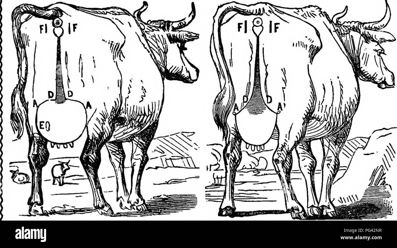 Eine Abhandlung Uber Die Saugende Kuhe Wobei Die Qualitat Und Die Menge Der Milch Die Eine