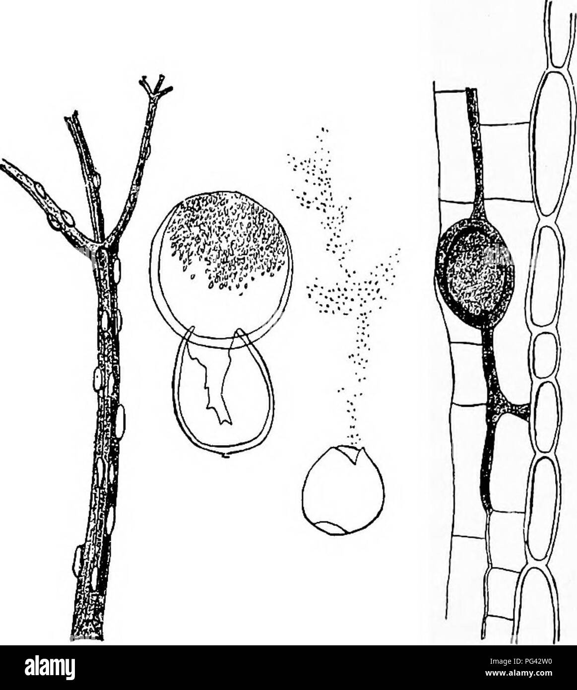 . Krankheiten von Pflanzen durch cryptogamic Parasiten induziert: Einführung in das Studium der pathogenen Pilzen, Schleim - Pilze, Bakterien, &Amp; Algen. Pflanzenkrankheiten; parasitäre Pflanzen, Pilze. PROTOMYCES. 139 verteilen sich durch den interzellulären Räumen, stimuliert das Parenchym - Zellen des Wirtes zu Wachstum und Cell-Division. Die. Abb. 45.- Trotomyces macrosporus auf Blatt - Stiel des Aegopodium podagraria. A, Myzel und Sporangium im Gewebe xinder der Epidermis. S, Sporangien in den Phasen der Entwicklung, (v. Tubeuf del.) Letzteres ist ein sekundärer Prozess und besteht (siehe Abb. 9) Bei der Bildung von Pe Stockfoto