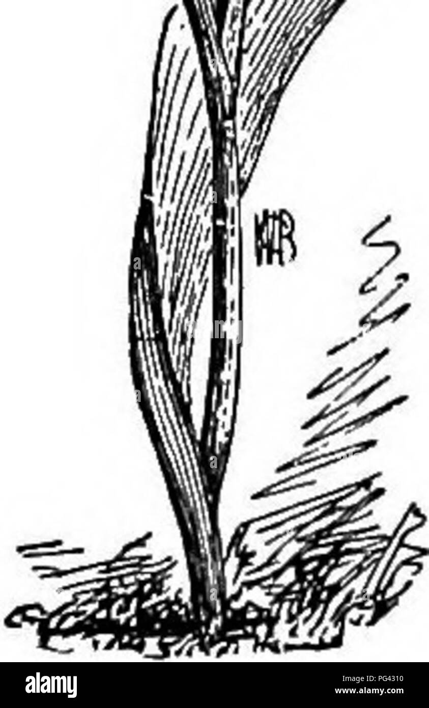 . Cyclopedia der amerikanischen Gartenbau, bestehend aus Anregungen für den Anbau von Gartenpflanzen, Beschreibungen der Arten von Obst, Gemüse, Blumen und Zierpflanzen in den Vereinigten Staaten und in Kanada verkauft, zusammen mit geographischen und Biographische Skizzen. Gartenarbeit. Ciliate noch prominent behaart, Lila - in der Mitte entdeckt. Wüste spe-Cies von S. Calif B.M. 7264. - Brillante und wünschenswert, aber schwer zu wachsen. 21. liiteus, Dougl. Str. 1-10-Fld., Birne-Lager in der Nähe der Basis: Ivs. Sehr schmal: kelchblätter Schmal-lan-ceolate, mit einem braunen Fleck; Blütenblätter 2 in.) oder weniger lang, Yel Stockfoto