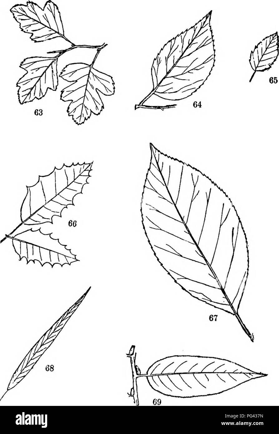 . Bäume, Sträucher und Rebstöcke der nordöstlichen Vereinigten Staaten: ihre charakteristische Landschaft und bietet vollständig für die Identifizierung beschrieben, die von der Nicht-botanischen Reader; zusammen mit einem Konto der wichtigsten ausländischen hardy Bäume, Sträucher und Kletterpflanzen in unserem Land kultiviert, im Central Park, New York City gefunden. Bäume; Sträucher; Parks. Platte X.63. Englisch Weißdorn. 140. (Va) 64. Brennnessel - Baum. 43. CA) 65. Wild Apple. 47 - ('A) 66. Amencan Holly. 49. (Va) 67. Silber - bell-tree. 72. (%) 68. Trauerweide. 6l. f'/s) 69. Shining Willow. 53. ('/J) 223. Bitte beachten Sie, dass diese Bilder extrahiert werden fro Stockfoto