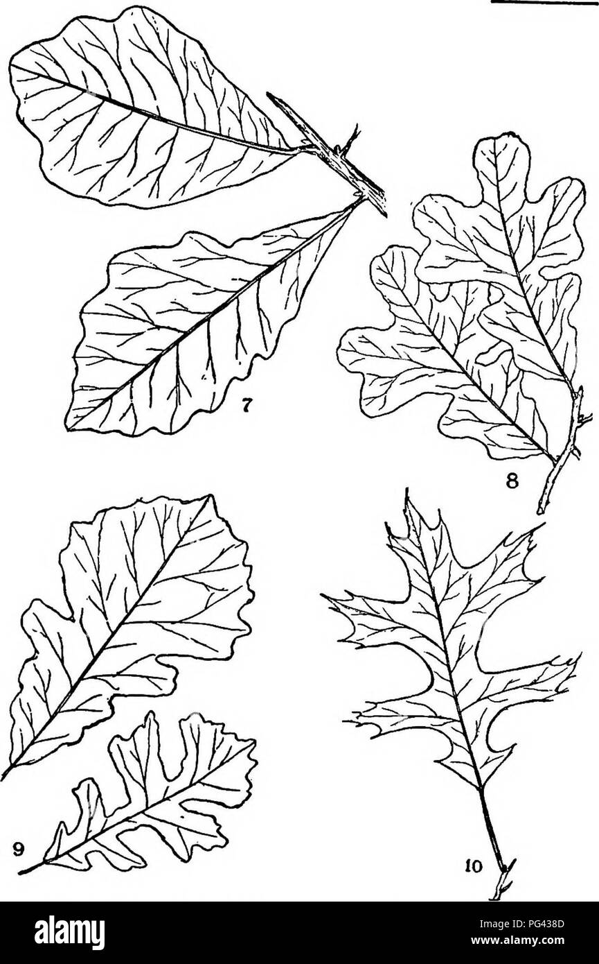 . Bäume, Sträucher und Rebstöcke der nordöstlichen Vereinigten Staaten: ihre charakteristische Landschaft und bietet vollständig für die Identifizierung beschrieben, die von der Nicht-botanischen Reader; zusammen mit einem Konto der wichtigsten ausländischen hardy Bäume, Sträucher und Kletterpflanzen in unserem Land kultiviert, im Central Park, New York City gefunden. Bäume; Sträucher; Parks. Platte II. 7. Sumpf aus weißer Eiche. 78. (V< i) 8. Post Oak. 7 s. (Vs) 9. Eur Eiche. 80. (V.) 10. Stift Eiche. 81. (In %) 191. Bitte beachten Sie, dass diese Bilder aus gescannten Seite Bilder, die digital für die Lesbarkeit verbessert haben mögen - Färbung und appearanc extrahiert werden Stockfoto