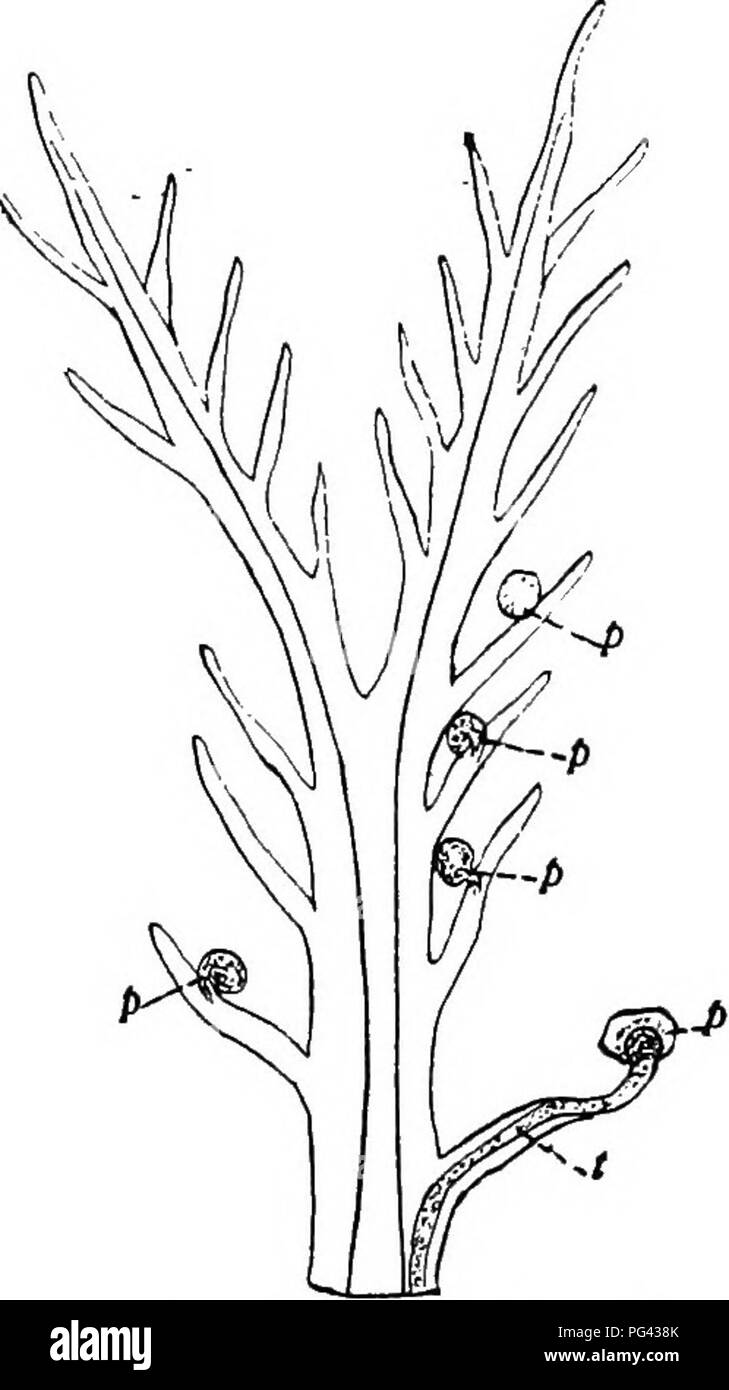 . Botanik für landwirtschaftliche Studenten. Botanik. Die ENTWICKLUNG DER EIZELLE IN EINEM SAMEN 43 Fusionen, Es gibt zwei Befruchtungen, und die zwei Befruchtungen werden als "Doppelte Befruchtung." Beide Ei und primäre endo-sperm Kern sind jetzt sagte fertiUzed zu sein, und das Pollenkorn hat seine Funktion, das ist wichtig, für die Befruchtung der Eizelle nicht in einen Samen entwickeln würde. Bestäubung, das Wachstum der Pollen Rohr auf den Embryo sac und die Entstehung der zwei Spermien sind einfach vorbereitenden Handlungen zu Düngung, die die letzte Errungenschaft der Po Stockfoto