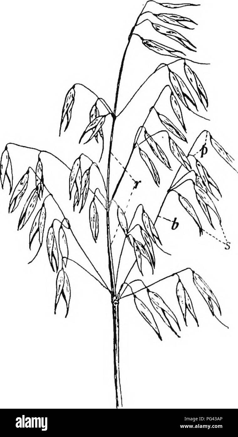 . Botanik für landwirtschaftliche Studenten. Botanik. 20 Blumen eine Studie von Abbildung 16 zeigt, dass die Basis der Griffel ist sur-durch Hüllblätter abgerundet, die denen entsprechen, die in der Umgebung des staubblätter in der staminate Blumen. Die hüllblätter Der pistillate Blüten sind klein, häutig, und bilden die Spreu der cob. Oat Blume. Ein Kopf von Hafer, wie in Abbildung 17 gezeigt, ist weit verzweigt und die Spike - können an den Enden der Zweige auftreten. Jedes Ährchen aus zwei oder mehr Blüten, die auch von den beiden glumes eingeschlossen sind. Wenn die glumes sind auseinander, wie in Abbildung 18 dargestellt, es wird gesehen, dass die flowe Stockfoto