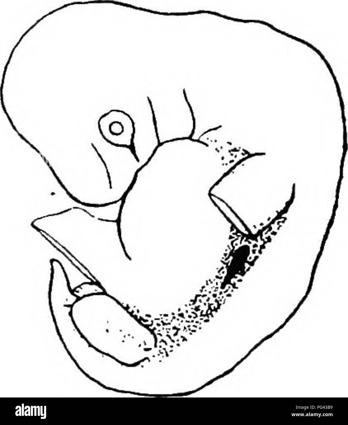 . Die brustdrüse Apparat der Mammalia: Im Licht der Ontogenese und Phylogenese. Säugetiere; Milchdrüsen. Die MILCH - STREIFEN 107, die durch keinerlei primordia Adr vorangestellt sind - Reaktion auf die Milch - Streifen. Zweitens, es folgt, dass wenn wir wieder in der Spur der Brustdrüse Apparat des Placentals haben wir auf Com - der primären primordia Pare, nicht mit Milch, sondern mit der Milch - Streifen. Und in der Tat dieser Vergleich stellt keine Schwierigkeit. Abb. 38.- menschlichen Embryo "Milk-Streak" und der Zentralen Region erhöhten zu "Milk-Line." (Schmitt) 11' 5 mm. Es ist klar, Stockfoto