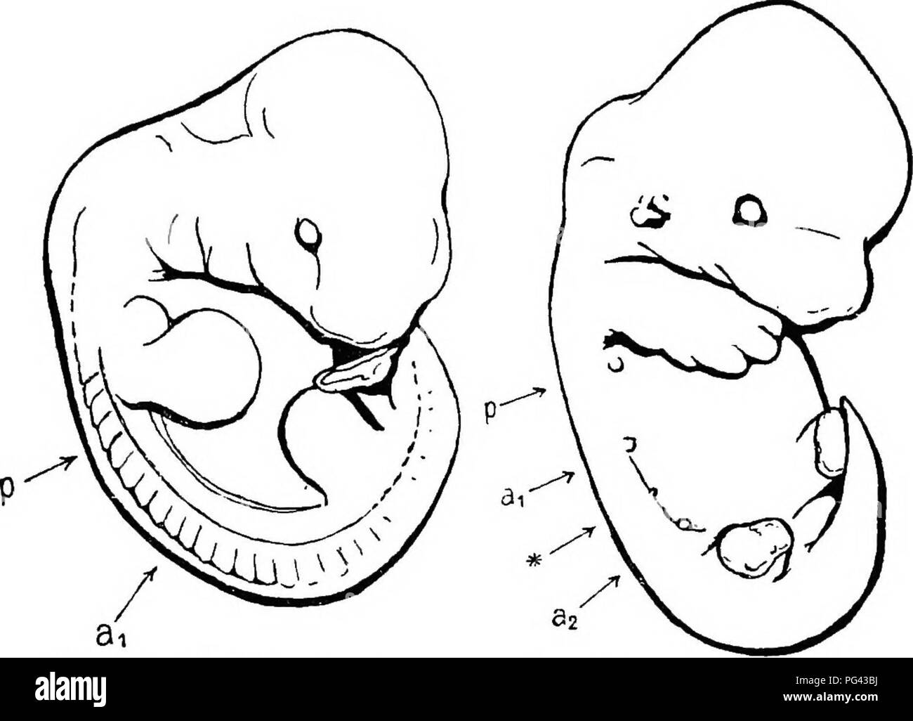 . Die brustdrüse Apparat der Mammalia: Im Licht der Ontogenese und Phylogenese. Säugetiere; Milchdrüsen. Abb. 37a. âEmbkyo Nr. 1. P * a^&gt;. Bitte beachten Sie, dass diese Bilder sind von der gescannten Seite Bilder, die digital für die Lesbarkeit verbessert haben mögen - Färbung und Aussehen dieser Abbildungen können nicht perfekt dem Original ähneln. extrahiert. Bresslau, E. (Ernst), 1877; Hill, James Peter, 1873-1954. London: Methuen &Amp; Co. Stockfoto