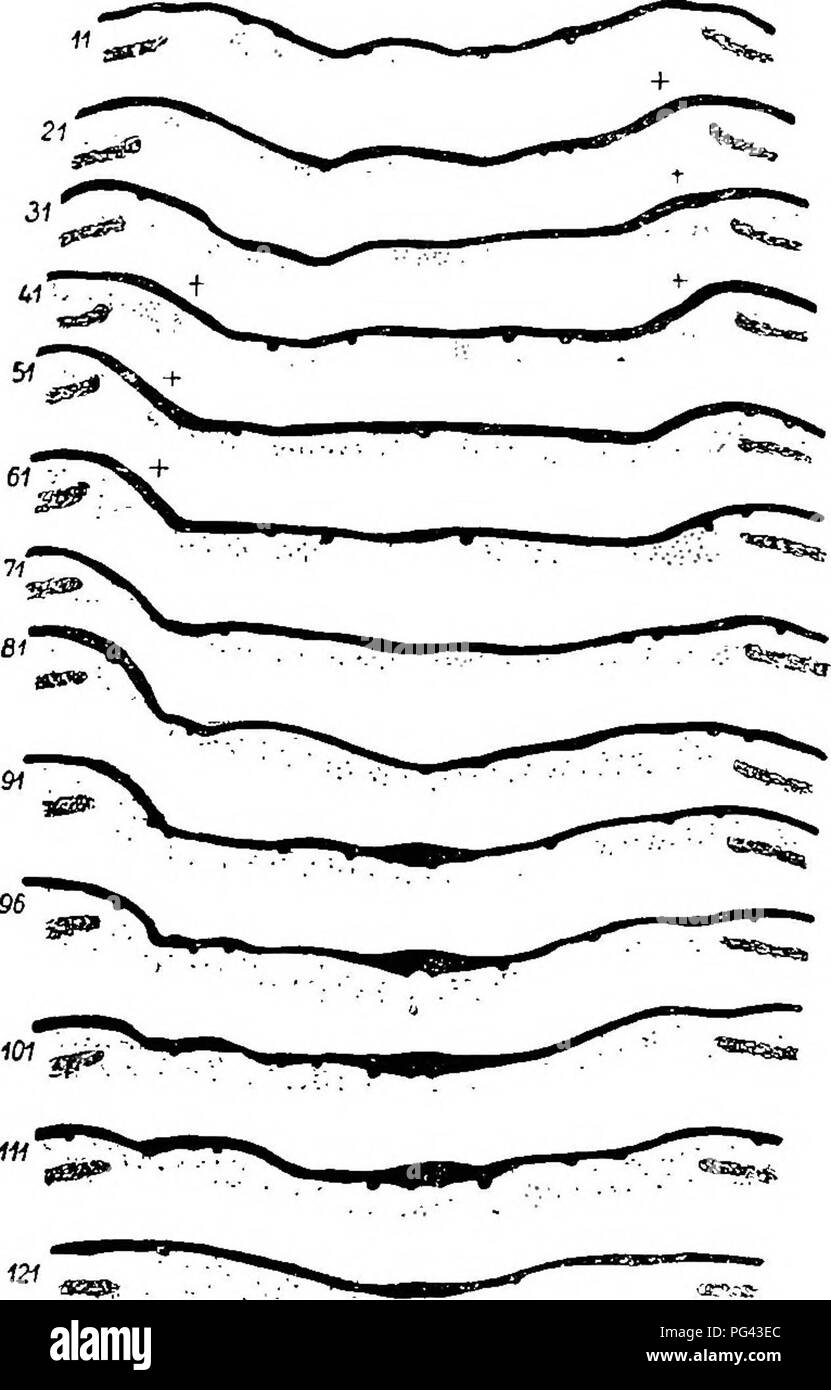 . Die brustdrüse Apparat der Mammalia: Im Licht der Ontogenese und Phylogenese. Säugetiere; Milchdrüsen. 26 BRUSTDRÜSE APPARAT DER MAMMALIA. Abb. 10.- Echidna: Semon des Embryos. Teansverse Abschnitt einer noch älteren Pouch-Young, show-ing DER PRIMÄREN PRIMORDIA, die wieder deutlich. Diese sind durch Kreuze angezeigt.. Bitte beachten Sie, dass diese Bilder sind von der gescannten Seite Bilder, die digital für die Lesbarkeit verbessert haben mögen - Färbung und Aussehen dieser Abbildungen können nicht perfekt dem Original ähneln. extrahiert. Bresslau, E. (Ernst), 1877; Hill, James Peter Stockfoto