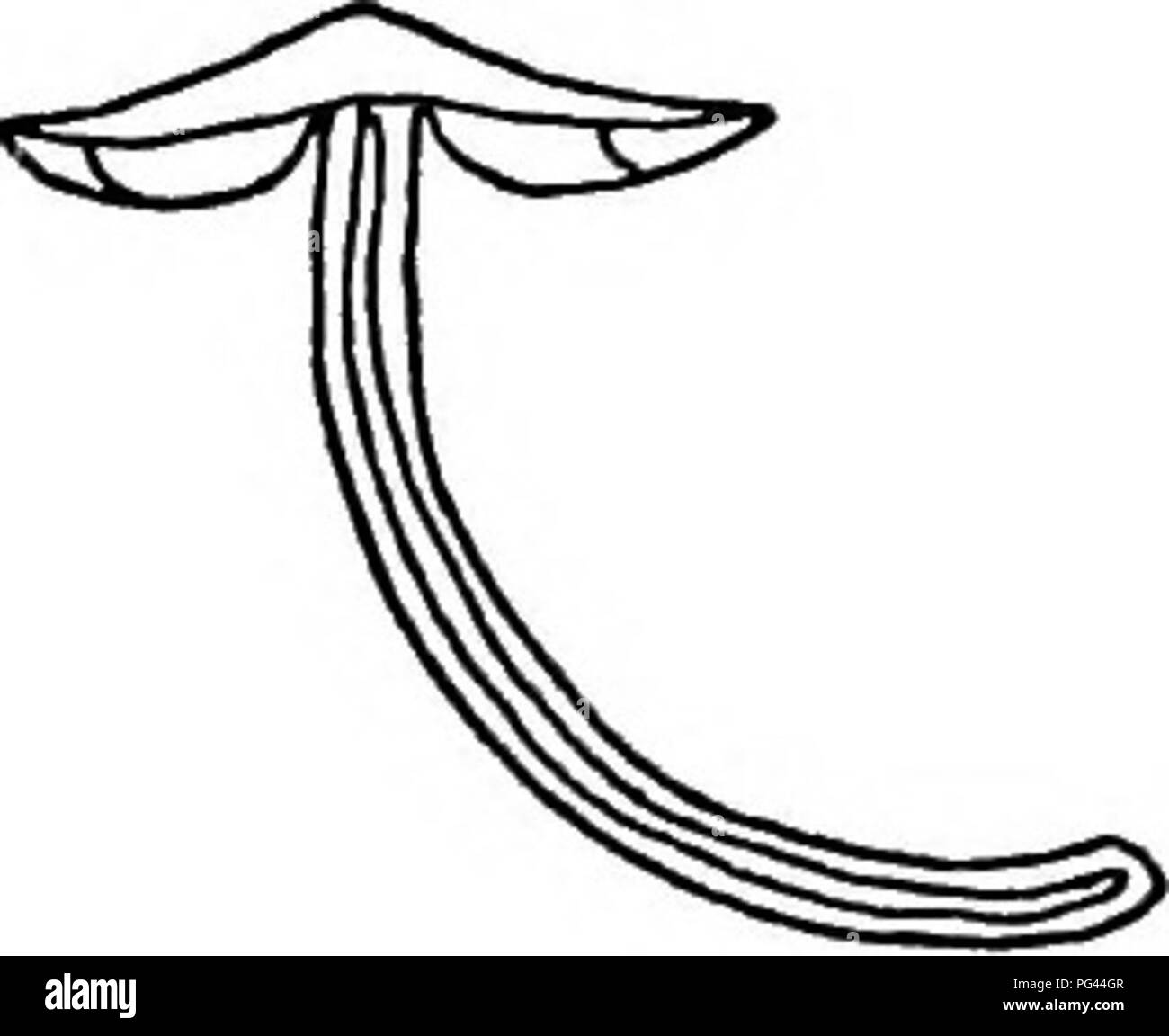 . Der Pilz Buch. Ein beliebter Leitfaden für die Identifizierung und Untersuchung von unseren gewöhnlichen Pilze, mit besonderem Schwerpunkt auf die essbaren Sorten. Pilze; Kochen (Pilze); Cbk. Weiß-Serie spored CoUybia familia (Essbare) Mütze oder Hut - Grau, mit Mitte dunkler. Glatten Rand, oft gerissen. Leicht gerieft. Kiemen oder LamellcB - leicht gräulich, weich, un-gleich, frei, nicht überfüllt. Stiel oder Stipe-Gräulich, hohl. Unteren Teil mit weißen wolligen Unter-haltung. Sporen - Weiß. Fleisch - Grünlich grau. Zeit - September. Abschnitt C. familia Lebensraum - dem Muster fotografiert wachsen auf einem Pro war Stockfoto