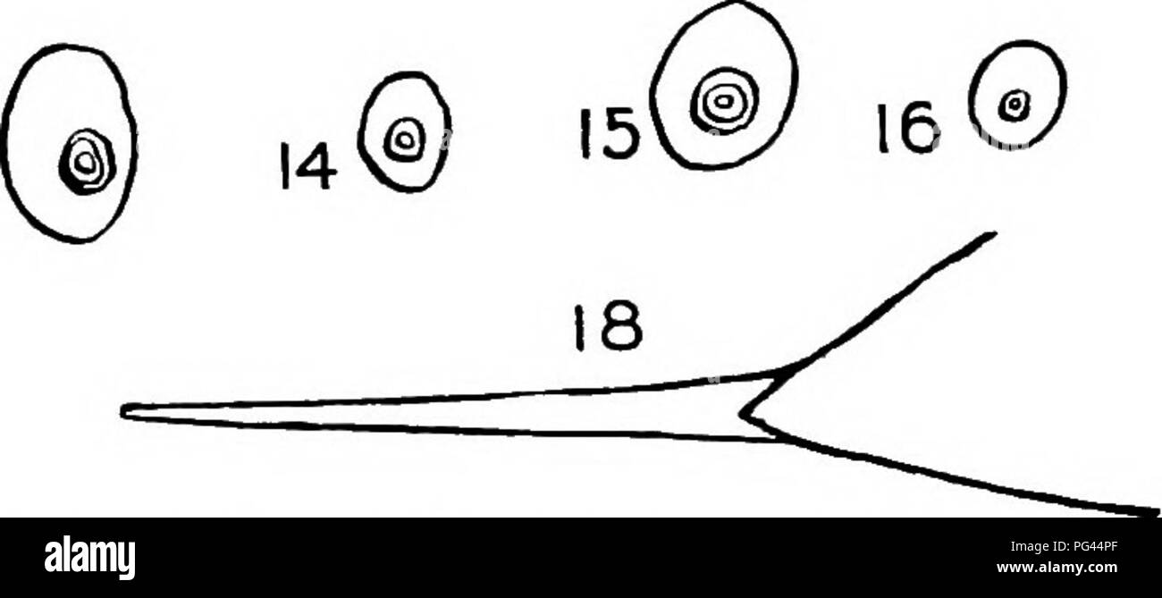 . Ein text-Buch der Mykologie und Pflanzenpathologie. Pflanzenkrankheiten; Pilze in der Landwirtschaft; Krankheiten; Pilze. Allgemeine ÜBERLEGUNGEN VON PFLANZENKRANKHEITEN 28^ Der Autor das Gewicht der Zweigniederlassung Liriodendron tulipifera mit Eis zu 50 Gramm, ohne Eis 9 Gramm gefunden, so dass das Eis wog 41 Gramm, was einem Verhältnis von i: 4.5. Juniperus virginiana mit seinen eis Last wog 310 Gramm, ohne Eis 13 Gramm, die das Gewicht des Eises 297, ein Verhältnis von i: 23. Beginnend mit Dez. 5, 1914, eine Kombination Regen, Schnee und Eis Sturm über dem östlichen Staaten viel e 6 10 10 12 13 W 4 17. Abb. Stockfoto