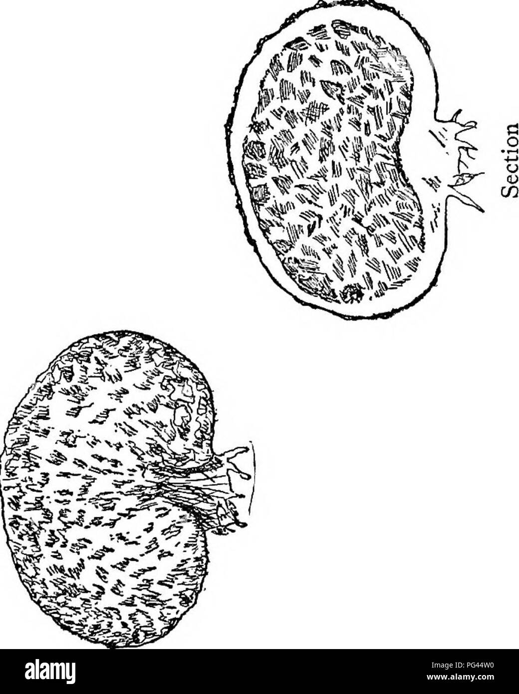. Der Pilz Buch. Ein beliebter Leitfaden für die Identifizierung und Untersuchung von unseren gewöhnlichen Pilze, mit besonderem Schwerpunkt auf die essbaren Sorten. Pilze; Kochen (Pilze); Cbk. M C O 3 3&gt; i-M T 3 3 O • E&gt; o-w-T) T3 â^D" = JJ re C C Oi re I J.^C/^2&gt;^Q.1-a J2&gt;. (U-I • i: E 1-1 u&lt; u 0,5 c m^2 â Â £" S^^ 2 re&lt; u^Â°E â Â £ S2S. Bitte beachten Sie, dass diese Bilder aus gescannten Seite Bilder, die digital für die Lesbarkeit verbessert haben mögen - Färbung und Aussehen dieser Abbildungen können nicht perfekt dem Original ähneln extrahiert werden. Stockfoto
