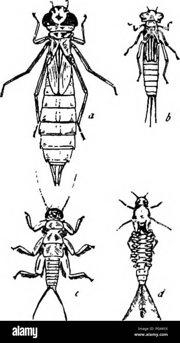 . Die Naturgeschichte der Farm; ein Leitfaden für die praktischen Studium der Quellen unserer Leben in der wilden Natur. Natural History. 42 GESCHICHTE DER BAUERNHOF eqtiipped für das Kämpfen, kann es sich nicht leisten, aufzufallen. Aber wenn man - widerspiegeln, dass Fleischfresser raay sich nicht auf unbestimmte Zeit aufrechterhalten, indem man ein anderes Essen, und schaut ein wenig genauer, wird er viel von der pflanzenfressenden Formen finden. Diese sind es, deren wirtschaftliche fimction ist, dass "Gras in Fleisch, damit fleischfressende Goten und Vandalen auch bestehen können, und die wiederum. pro-Claim "Alles Fleisch ist Gras" (Coues Stockfoto