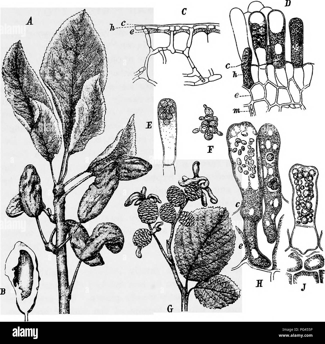 . Ein text-Buch der Mykologie und Pflanzenpathologie. Pflanzenkrankheiten; Pilze in der Landwirtschaft; Krankheiten; Pilze. 132 MYKOLOGIE ohne paraphyses, so dass Sie eine samtige Schicht auf der Oberfläche der Wirtspflanze. Acht ascosporen sind in der Regel gefunden, wie in der Gattung Taphrina Exoascus, aber in (Taphria) Die Zahl kann erheblich gesteigert werden durch Knospung, so dass die gesamte ascus sein wird. Abb. 42.- Exoascus und Taphrina. A - F, Exoascus pruni, A. Aussehen auf kranke Zweig; B, Querschnitt des erkrankten Obst; c. Myzel in Geweben von Host; D, junge Asci; E, reife ascus mit Sporen; F, germinat Stockfoto