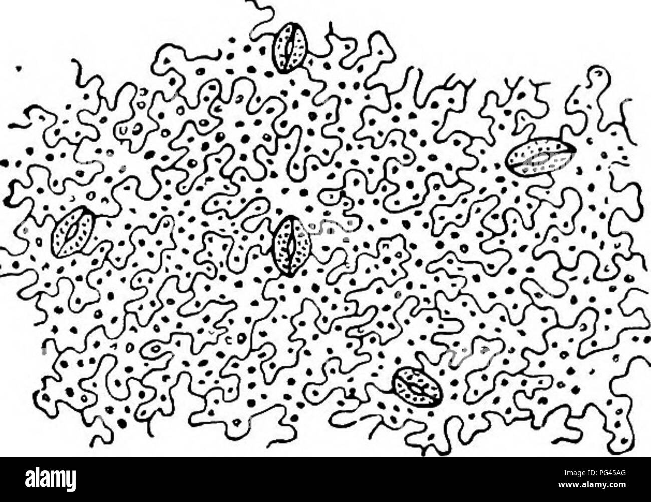 . Krankheiten der Pflanzen. Pflanzenkrankheiten. Anhang 485 Die wichtigsten Punkte des Wachstums sind die Spitzen der Wurzeln und Zweige und die zarten sappy Schicht zwischen Rinde und Holz (kambium, Abb. 206). Injm'y auf eine dieser Haltestellen oder deranges Wachstum an der Stelle verletzt. Es ist vor allem durch Derange - einige dieser Funktionen, Absorption, flüssige oder gasförmige, Durchführung, Photosynthese, oder das Wachstum, die Krankheit verursacht. Abb. 205. - Stomata oder Atembeschwerden Poren in der Epidermis. Von Strasburger Lehrbuch der.. Bitte beachten Sie, dass diese Bilder aus gescannten Seite Bilder, die extrahiert werden Stockfoto