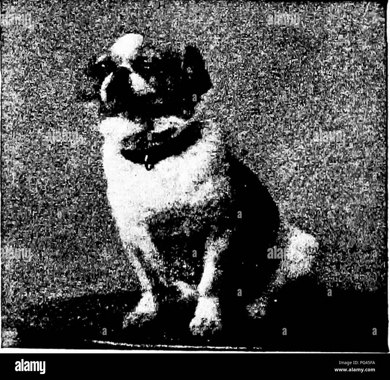 Dieses Bild zeigt zwei Pekingeser Pugs, eine Rasse, die für ihr unverwechselbares kurzhaariges Fell bekannt ist. Das Foto zeigt ihre Ähnlichkeit mit anderen Mops-Rassen und zeigt die Vielfalt der Farben innerhalb der Rasse, einschließlich Schwarz- und Brindle-Variationen. Diese Hunde gehören Miss Deady Keane aus Shanghai. Stockfoto