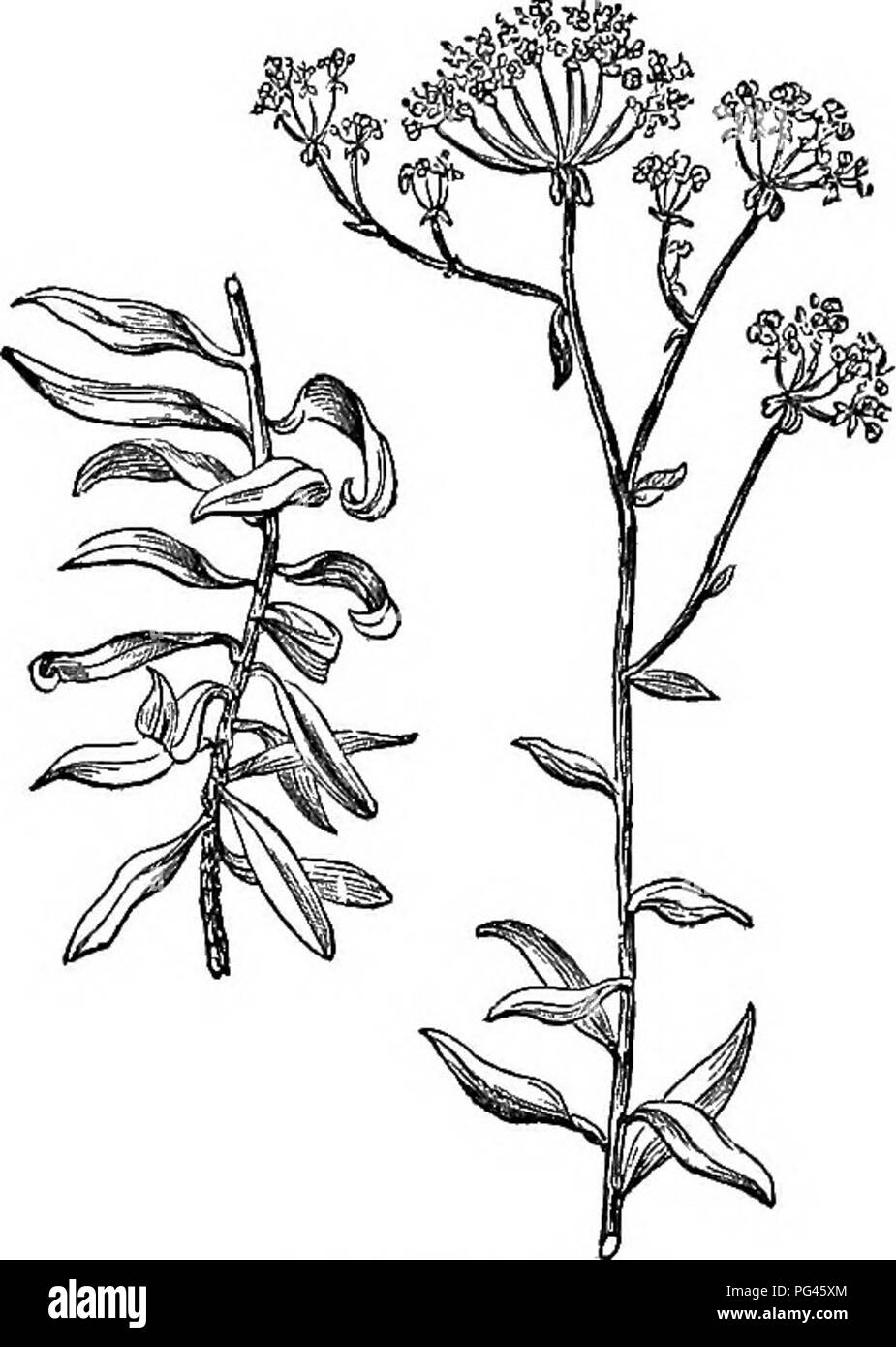 Diese verkürzte Ausgabe des „Arboretum et fruticetum britannicum“ bietet einen umfassenden Leitfaden zu den harten Bäumen und Sträuchern Großbritanniens. Es enthält Beschreibungen, Anbautipps und Verwendungen sowohl einheimischer als auch fremder Arten mit detaillierten Gravuren. Stockfoto