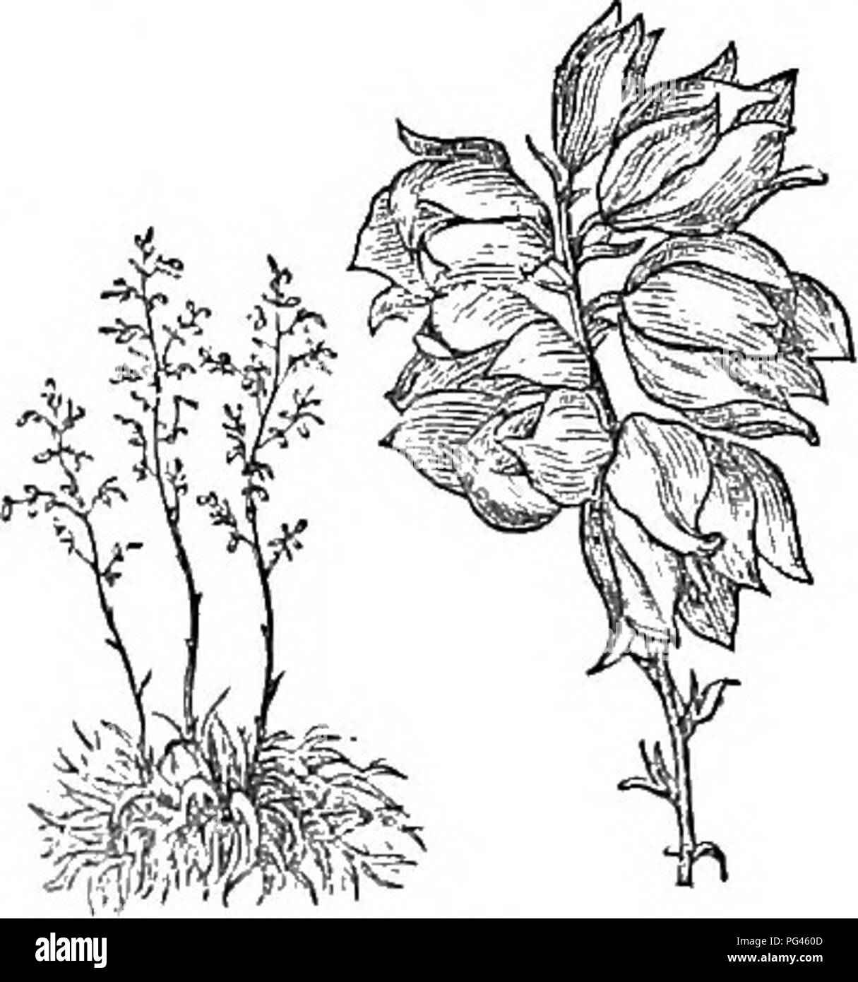 Dieses Werk präsentiert einen kurzen Leitfaden zu den harten Bäumen und Sträuchern Großbritanniens und bietet sowohl wissenschaftliche als auch populäre Beschreibungen. Sie enthält Angaben zur Pflanzenvermehrung, -Kultur und zur praktischen Verwendung, ergänzt durch Gravuren der Art. Das Buch ist eine wertvolle Ressource zum Verständnis des Anbaus und der Pflege von Bäumen und Sträuchern, insbesondere im britischen Gartenbau und in der Forstwirtschaft. Stockfoto