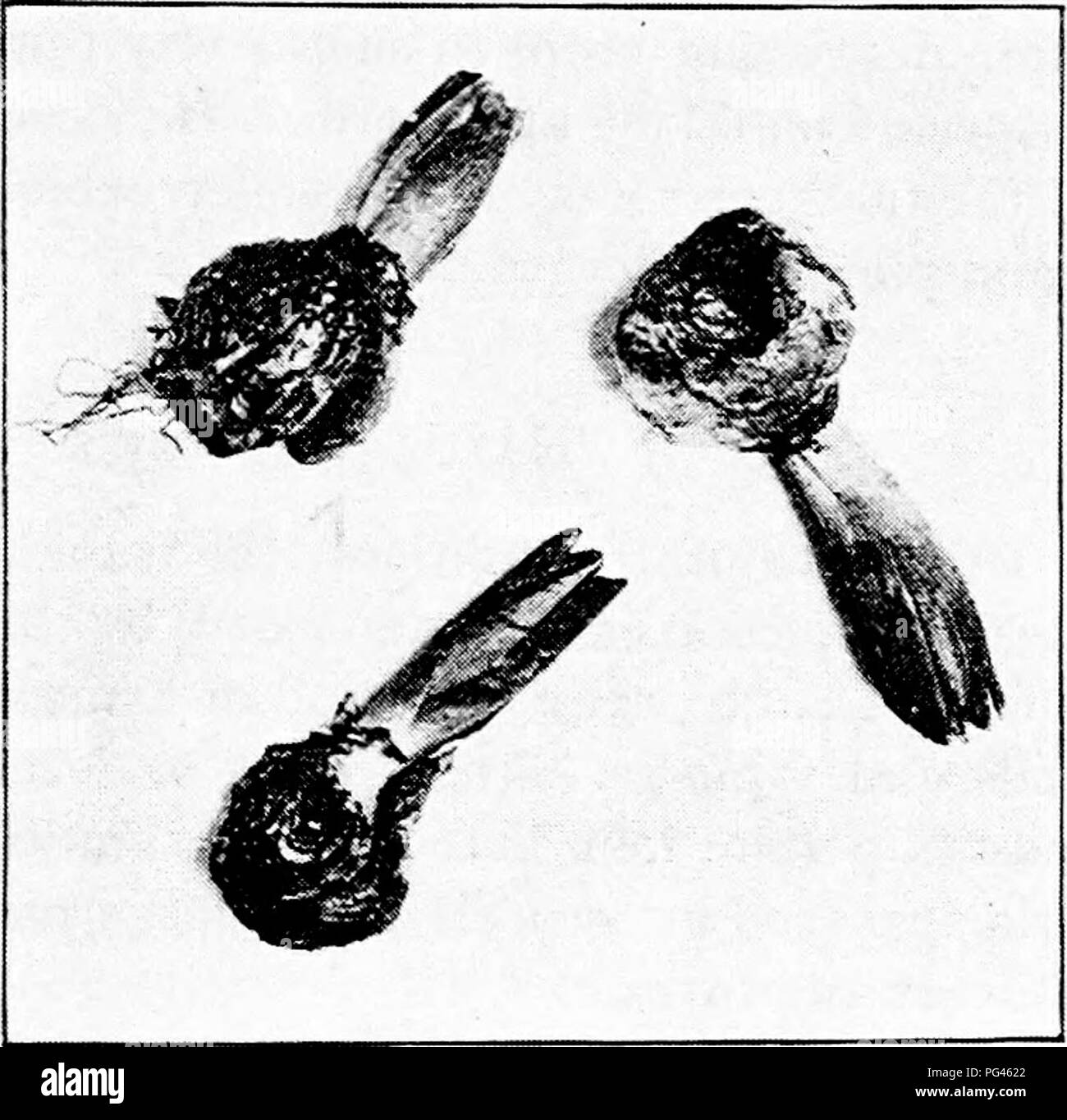 Dieses Lehrbuch der Agrarwissenschaft befasst sich mit Nützlingen und Schädlingen in der Landwirtschaft. Der Schwerpunkt liegt auf den Auswirkungen von Nagetieren wie Präriemäusen auf Obstgärten und Jungbäumen in Baumschulen, einschließlich ihrer Reproduktionsraten und Managementstrategien. Stockfoto