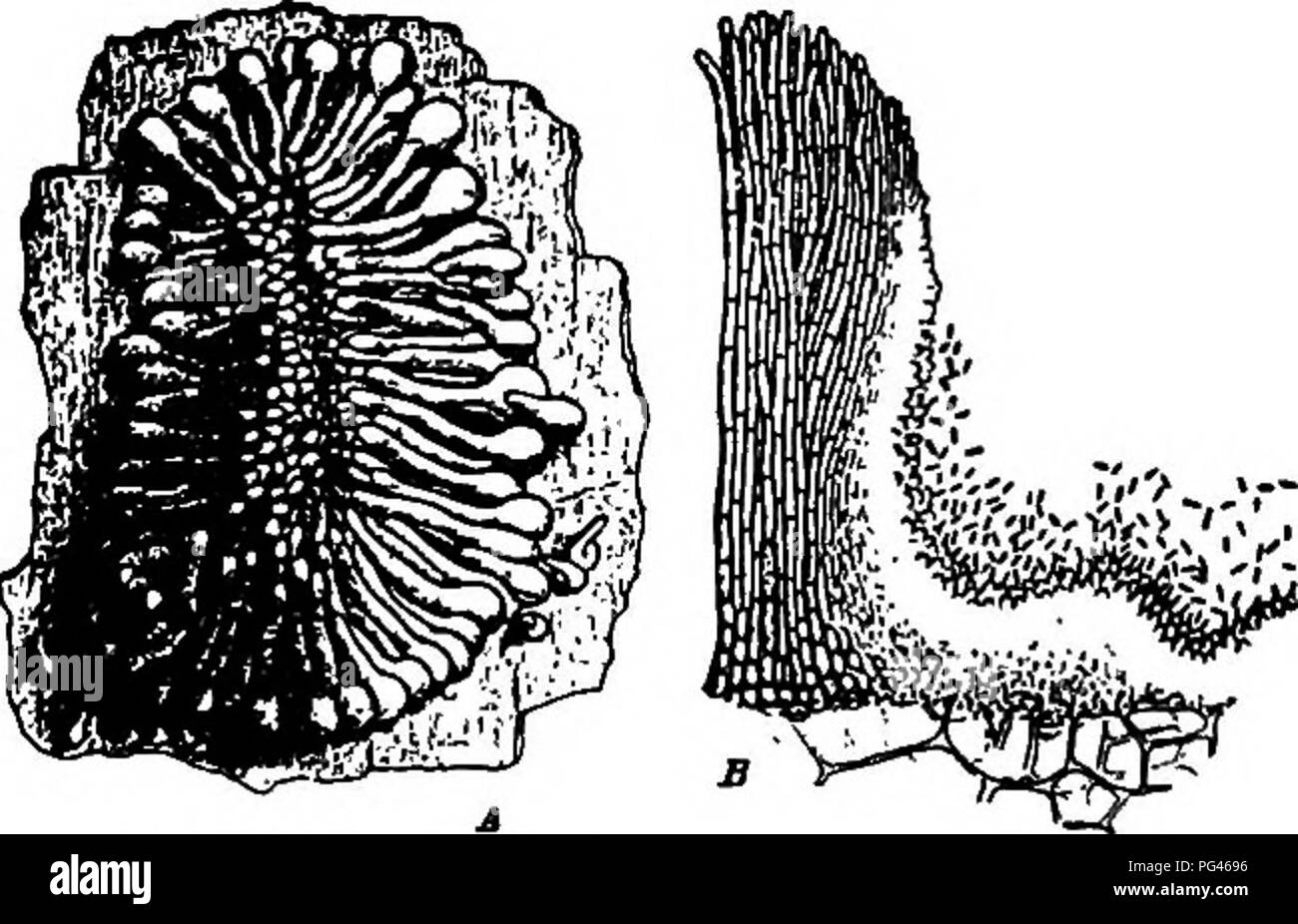 Diese Illustration konzentriert sich auf Pilzarten, die für verschiedene Pflanzenkrankheiten verantwortlich sind. Sie enthält detaillierte Beschreibungen von Pilzen und ihren Auswirkungen auf die Pflanzengesundheit, einschließlich der Klassifizierung verschiedener Pilzarten, die bekanntermaßen Pflanzen in der Land- und Forstwirtschaft schädigen. Stockfoto