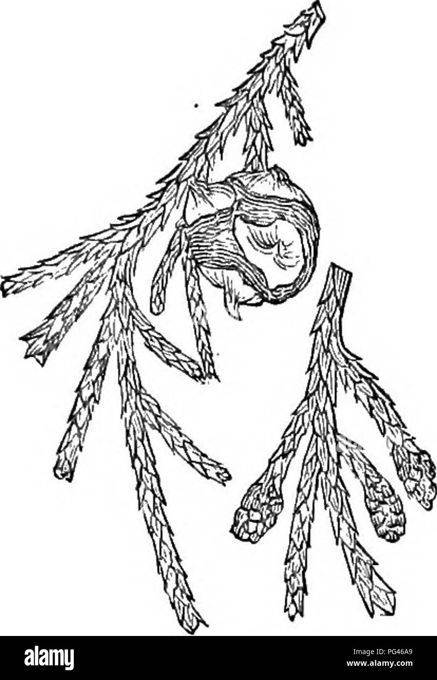 . Bäume und Sträucher: eine Übersicht des Arboretums et fruticetum britannicum: Mit der Hardy Bäume und schrubs von Großbritannien, einheimischen und ausländischen, wissenschaftlich und im Volksmund beschrieben: Mit ihrer Vermehrung, Kultur und verwendet und Gravuren auf fast alle Arten. Bäume, Sträucher, die Wälder und die Forstwirtschaft. 3003. C. P&lt; ndula. 2004. C. p £ ndula. Andere Arten von Cupressus, von denen einige eingeführt, aber von denen Tüttel bekannt ist. C. horizontdlis Audibert. - Diese Pflanze hat bereits angedeutet worden (s. 1073.), wie sie von einigen als das Gleiche wie die Verbreitung von C. sem-pe. Stockfoto