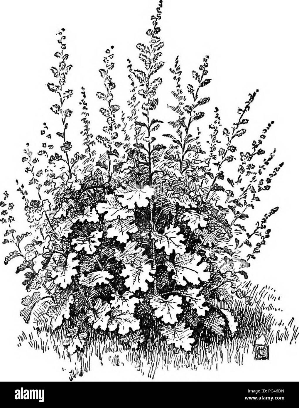 . Cyclopedia der amerikanischen Gartenbau, bestehend aus Anregungen für den Anbau von Gartenpflanzen, Beschreibungen der Arten von Obst, Gemüse, Blumen und Zierpflanzen in den Vereinigten Staaten und in Kanada verkauft, zusammen mit geographischen und Biographische Skizzen. Im Garten arbeiten. 168 BLOOMBRIA BOMAREA dichten Dolde; Staubblätter fast so lang wie die blütenhülle, die Filamente Geweiteten an der Basis. B.M. 5896 (als Nothos - cordumauretim). G.C. Iii. 20: 687. Cleveland!, Wats. Mehr schlank: Ivs. 3-7: Fls. Kleinere, mit braunen gekielt, die staubblätter kürzer. G.C. Iii. 20: 687. - Weniger Wert als der Andere. Stockfoto . Cyclopedia der amerikanischen Gartenbau, bestehend aus Anregungen für den Anbau von Gartenpflanzen, Beschreibungen der Arten von Obst, Gemüse, Blumen und Zierpflanzen in den Vereinigten Staaten und in Kanada verkauft, zusammen mit geographischen und Biographische Skizzen. Im Garten arbeiten. 168 BLOOMBRIA BOMAREA dichten Dolde; Staubblätter fast so lang wie die blütenhülle, die Filamente Geweiteten an der Basis. B.M. 5896 (als Nothos - cordumauretim). G.C. Iii. 20: 687. Cleveland!, Wats. Mehr schlank: Ivs. 3-7: Fls. Kleinere, mit braunen gekielt, die staubblätter kürzer. G.C. Iii. 20: 687. - Weniger Wert als der Andere. Stockfoto