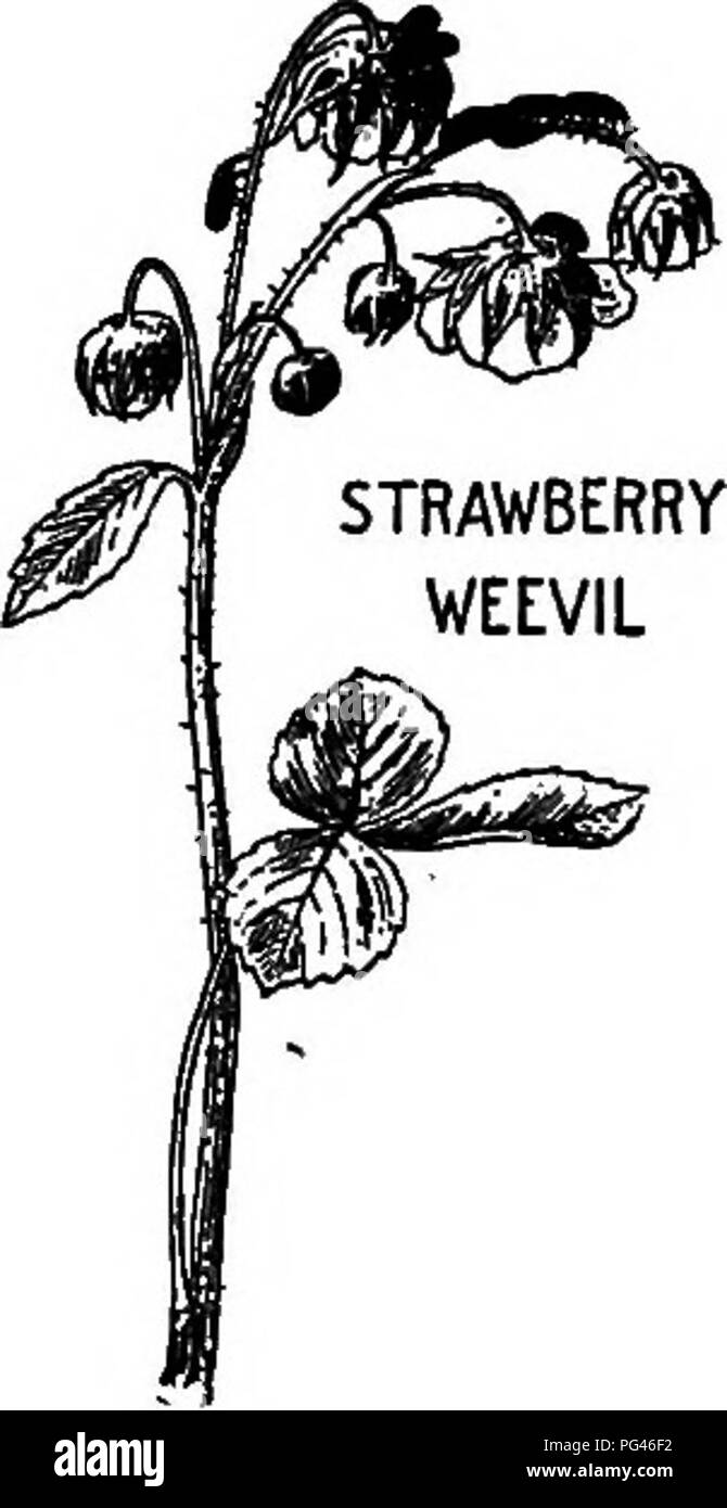 Dieses Lehrbuch für Agrarwissenschaften befasst sich mit Nützlichen und schädlichen Insekten, die sich auf landwirtschaftliche Nutzpflanzen auswirken. Sie bietet praktische Ratschläge zur Identifizierung und zum Umgang mit Schädlingspopulationen wie dem Plum Curculio, einem großen Schädling von Steinobst. Stockfoto