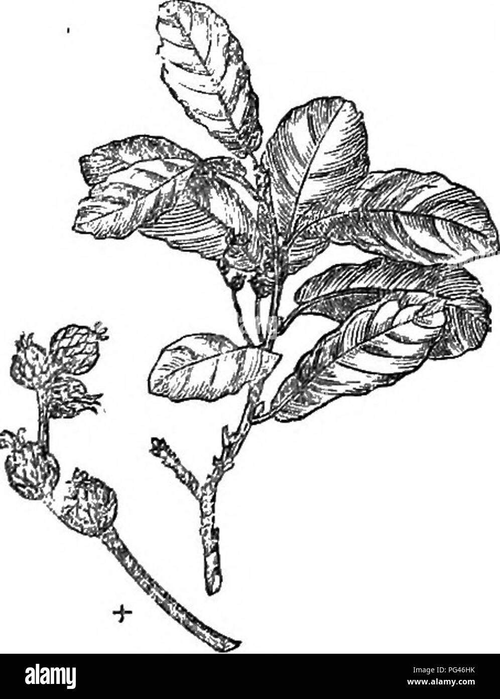 . Bäume und Sträucher: eine Übersicht des Arboretums et fruticetum britannicum: Mit der Hardy Bäume und schrubs von Großbritannien, einheimischen und ausländischen, wissenschaftlich und im Volksmund beschrieben: Mit ihrer Vermehrung, Kultur und verwendet und Gravuren auf fast alle Arten. Bäume, Sträucher, die Wälder und die Forstwirtschaft. 16 S 4. Q. depr £ ssa 1685. Q. crassifblia Q. depressa Humb. et Bonp. PI. JEquin. t. 92., und unsere ;?g. 1684., Michx. N. Amer. Syl. 1. s. 108. - Blätter länglich-oval, akute, ganze, selten mucro - nate; Gyrus, Evergreen, ziemlich kahl. Obst fast Stiellose, und Solitär. (Bonp Humb. et) Ein ev Stockfoto