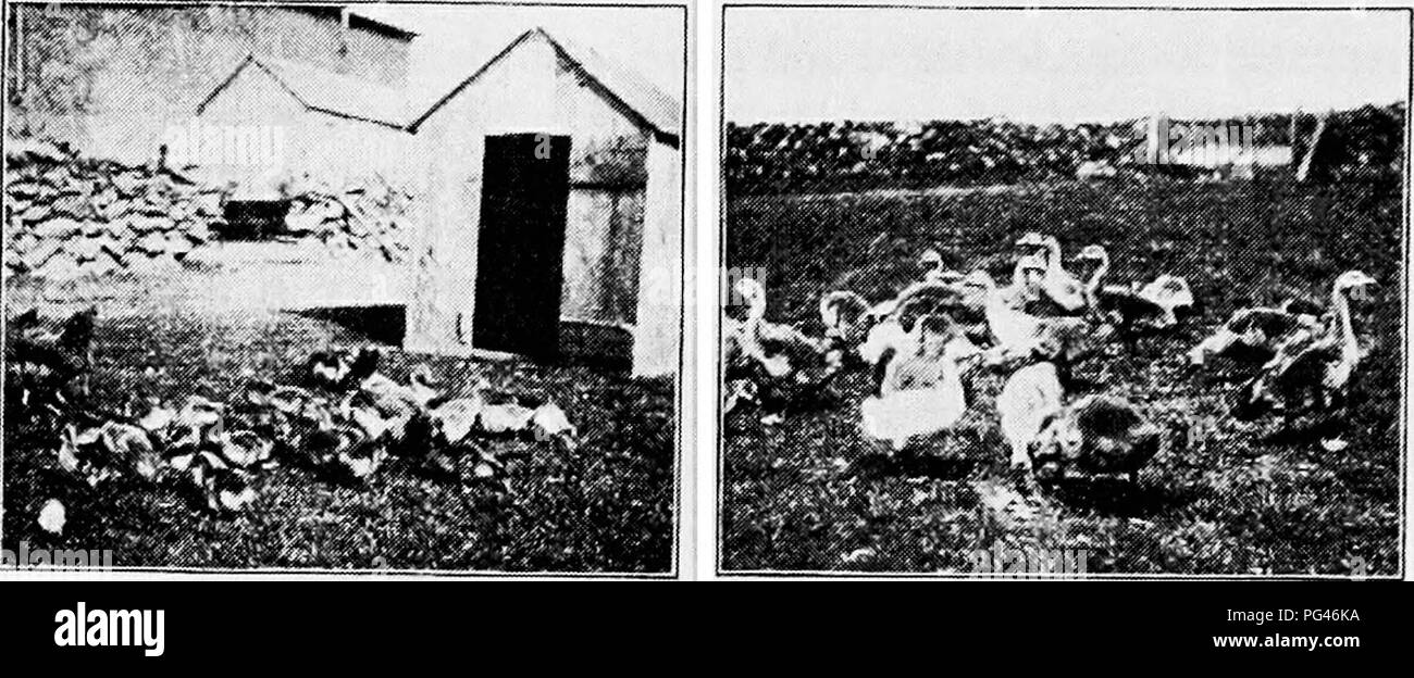 . Prinzipien und Praxis von Geflügel Kultur. Geflügel. 1-|&lt;;;;;;;;. 6]. ] Icn mit hnjod der gänschen I'K;. 6. ". - Thivc woeks goslin. i^s Weiden. Bitte beachten Sie, dass diese Bilder sind von der gescannten Seite Bilder, die digital für die Lesbarkeit verbessert haben mögen - Färbung und Aussehen dieser Abbildungen können nicht perfekt dem Original ähneln. extrahiert. Robinson, John H. (John Henry), 1863-1935. Boston, New York: Ginn und Unternehmen Stockfoto