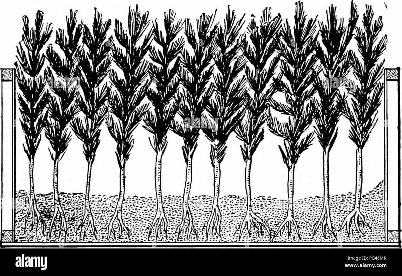 . Prinzipien der amerikanischen Forstwirtschaft. Die Wälder und die Forstwirtschaft. Baumschule Praxis. 129 Wichtig ist ^ Mit mehr Sorgfalt zu packen, damit die Ware sicher, auch wenn deutlich verzögert. Puddling. Alle ruhenden Baumschulen sollten die Wurzeln" PUDDLED" bevor sie versendet wird. Diese Opera- tion besteht in das Eintauchen der Wurzeln der Bäume in einen dünnen Ton Schlamm. Ein bequemer Weg, dies zu tun ist, um ein kleines tiefes Loch, in dem der Schlamm bereit ist, graben. Eine solche Behandlung ist durchaus ein Schutz zu den Wurzeln gegen Dürre. Abb. 43.- Querschnitt einer Box mit Pine Sämlinge verpackt. Die Wurzeln sind Abdeckung Stockfoto