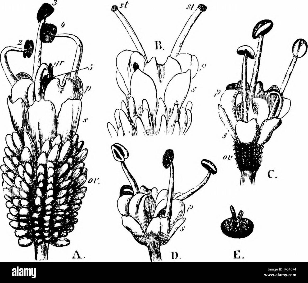 . Handbuch der Blume Bestäubung: auf Hermann Mu?ller Arbeit" die Befruchtung der Blüten durch Insekten". Düngung von Pflanzen. UMBELLIFERAE 467 zu entwickeln. Die Pollen - Körner weiß sind in Farbe, Ellipsoide, tuberculated, 63 Fx. lang und 25/x breit. Besucher.-Herm. Miiller (H. M.) und Ich (Kn.) beobachtet die folgenden.-A. Coleoptera. Dervicstidae: Ich. Anthrenus pimpinellae F. (H. M.). B. in der Di-ptera. [A) Miiscidac: 2. Lucilia caesar L. (Kn); 3. L. cornicina F., nect - lkg. (H. M., Kn.); 4. Miltogramma punctata Mg. (H. M.); 5. Onesia sepulcralis, Mg., Freq. (Kn); 6. Rudis PoUenia Z Stockfoto