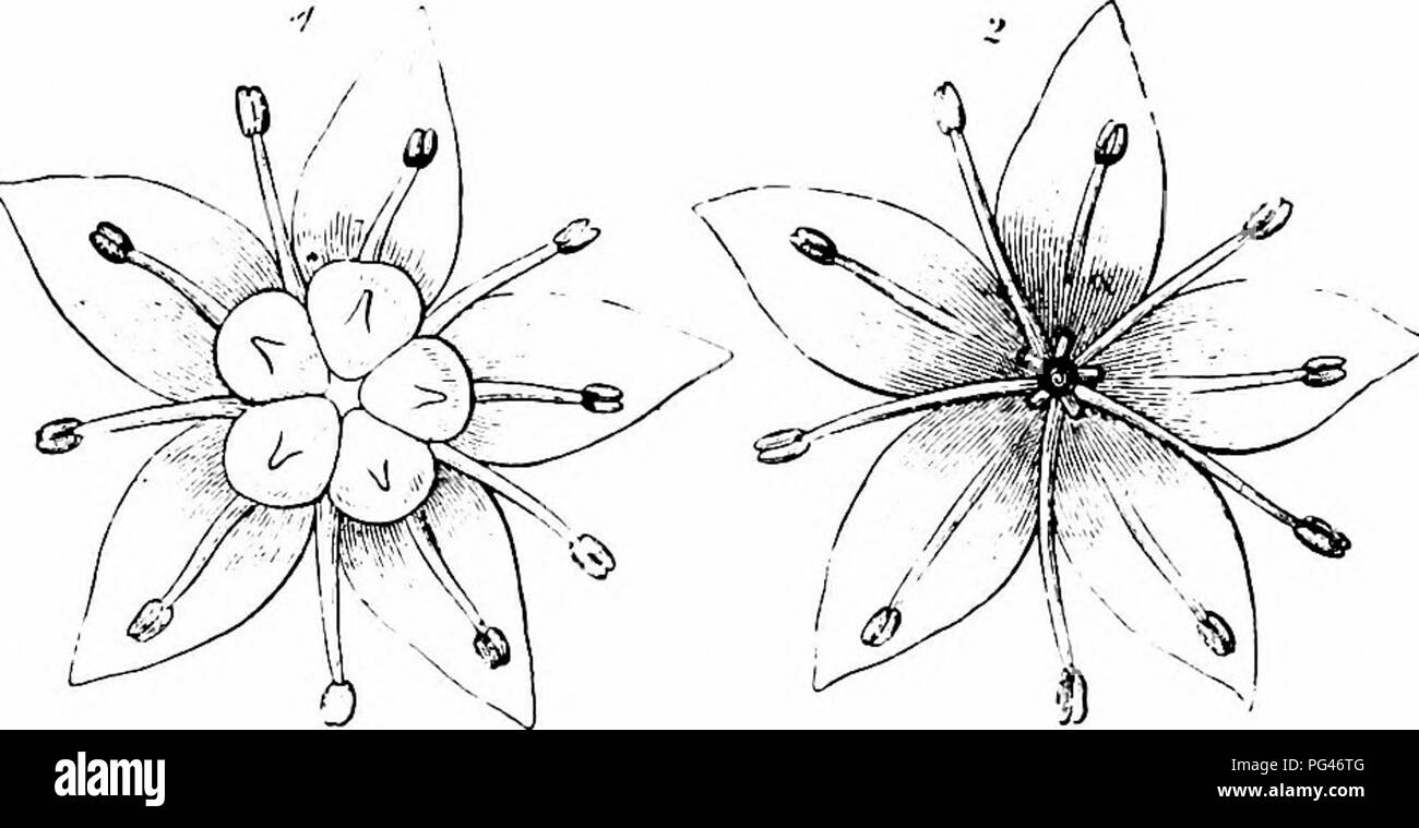 . Handbuch der Blume Bestäubung: auf Hermann Mu?ller Arbeit" die Befruchtung der Blüten durch Insekten". Düngung von Pflanzen. 426 ANGIOSPERMEN - DICOTYLEDONES S. 175, 344) - Diese Art ist heimisch in den Alpen. Hermann IMiiller beschreibt die Blumen als protogynous, aber mit persistenten Narben, so dass automatische polhnation normal und ziemlich bald stattfindet. Ricca sagt die Blumen mit kurzen protogynous sind Narben. Kerner fügt hinzu, dass anthesis vier Tage dauert, daß die äußeren Staubblätter dienen für Cross und der Inneren für Selbstbestäubung, und daß die Skala - wie ne Stockfoto