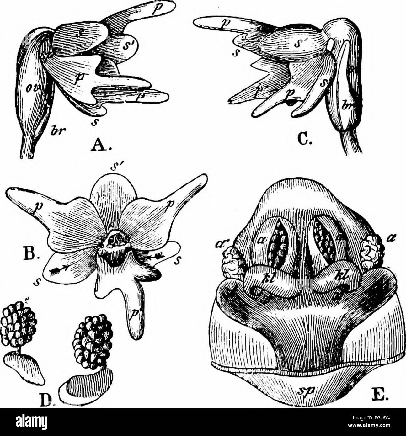 In diesem Handbuch wird der Prozess der Blütenbestäubung untersucht, wobei der Schwerpunkt auf der insektengestützten Befruchtung liegt. Die Arbeit beleuchtet verschiedene Pflanzenarten und ihre speziellen Mechanismen zur Anziehung von Bestäubern, wie Orchideen. Stockfoto