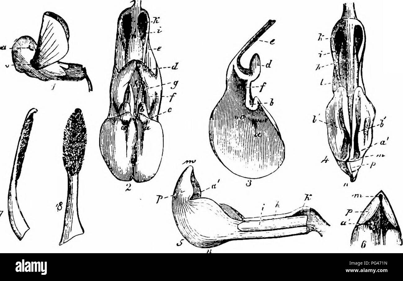 . Handbuch der Blume Bestäubung: auf Hermann MuÌller's Arbeit "die Befruchtung der Blüten durch Insekten". Düngung von Pflanzen. 332 ANGIOSPERMA EDICOTYLEDONES die Pollen das Festhalten an ihnen durch die Spitze der Carina auf der ventralen Oberflächen von Bienen. Diese pollen Stäube die überstehenden Stigma der nächsten Blüte besucht, so dass die Kreuzung erfolgt. Obwohl die Stigmatisierung durch die Pollen der gleichen Blumen umgeben ist, automatische selbstbestäubung offenbar nicht statt, das STIGMATISCHE Papillen, die Abgerieben werden (durch den Besuch Bienen) bevor sie empfänglich geworden. Besucher. âI sah t Stockfoto